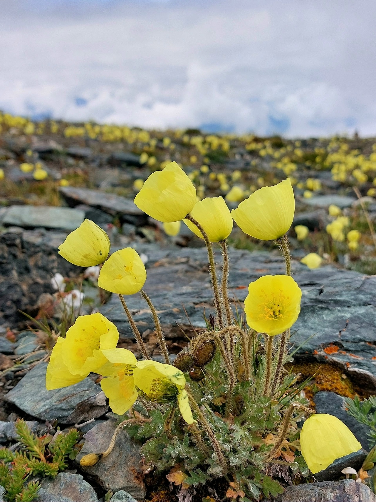 Джип-тур Алтай. Грани высокогорья. (9/47)