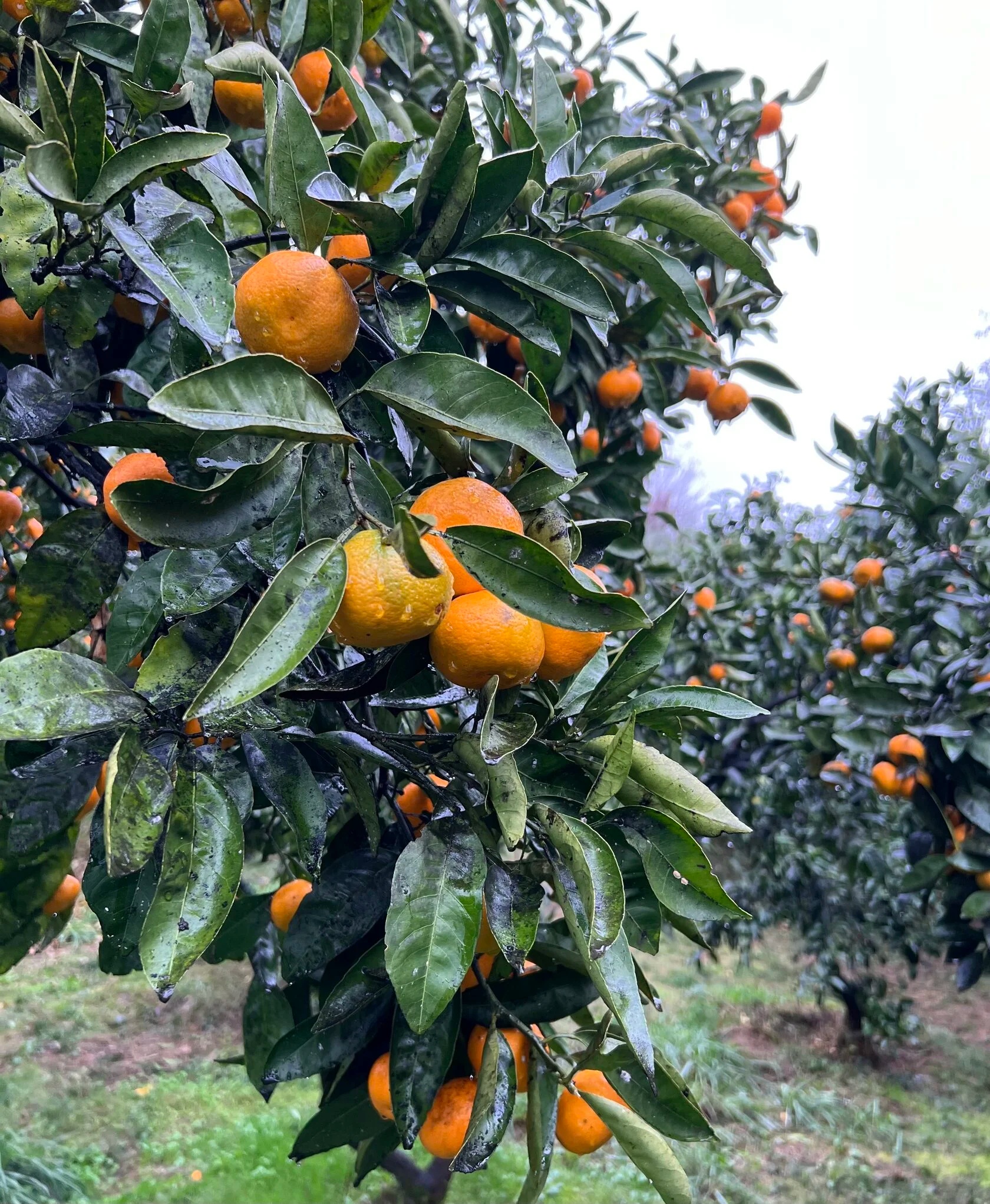 Другая Абхазия: цветущая мимоза и водопады-гиганты