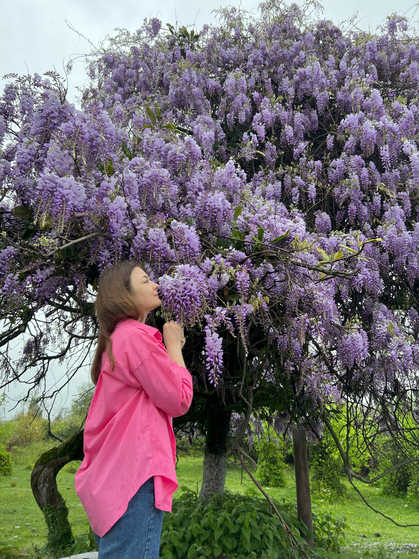 Другая Абхазия: цветущая глициния