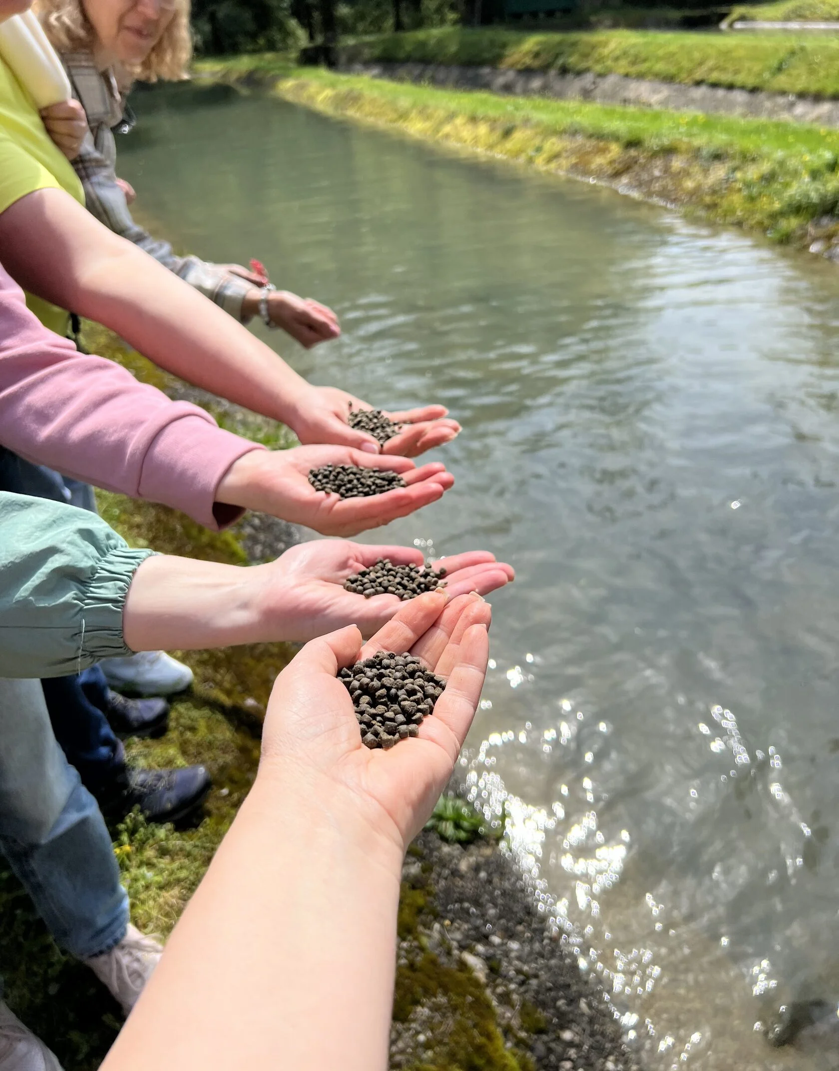 Другая Абхазия: цветущая мимоза и водопады-гиганты (5/15)