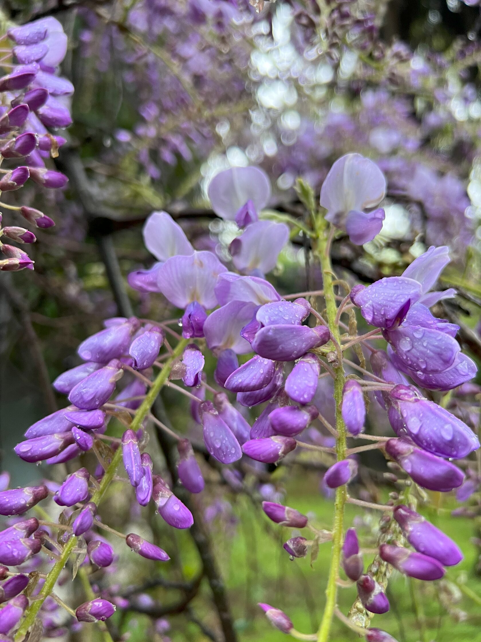 Другая Абхазия: цветущая глициния (8/21)