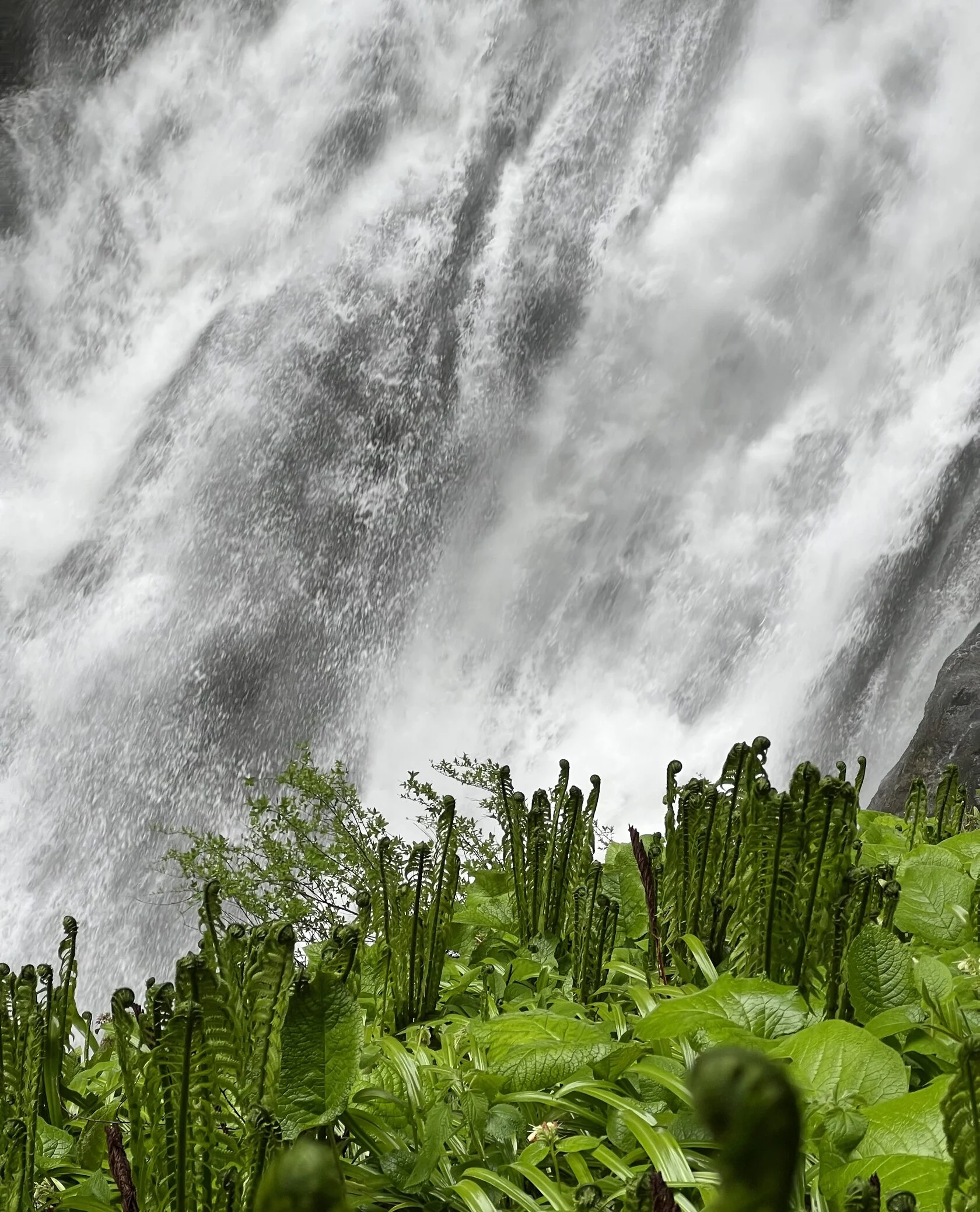 Другая Абхазия: цветущая глициния (10/21)