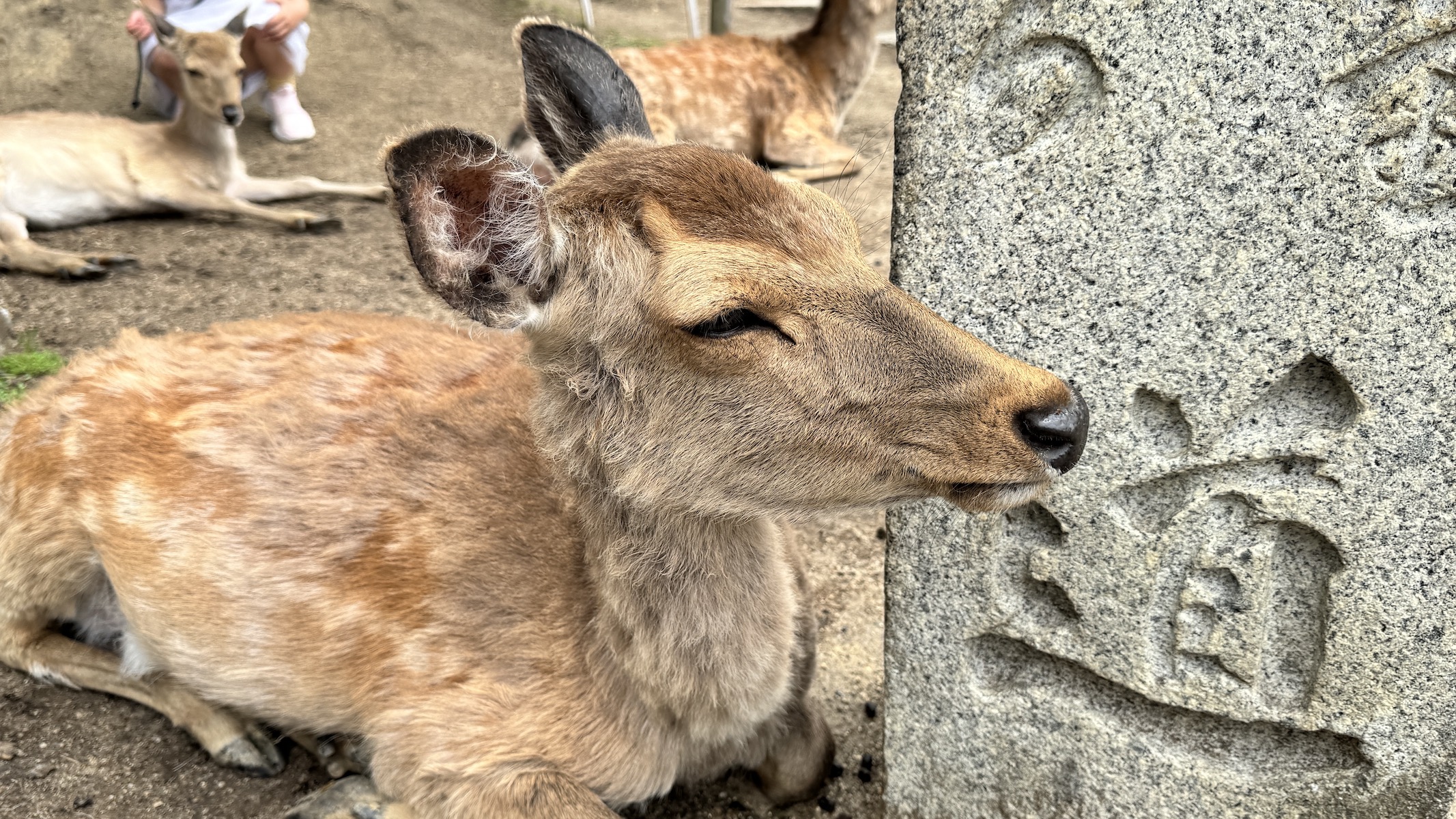 Активный тур в Японию (31/72)