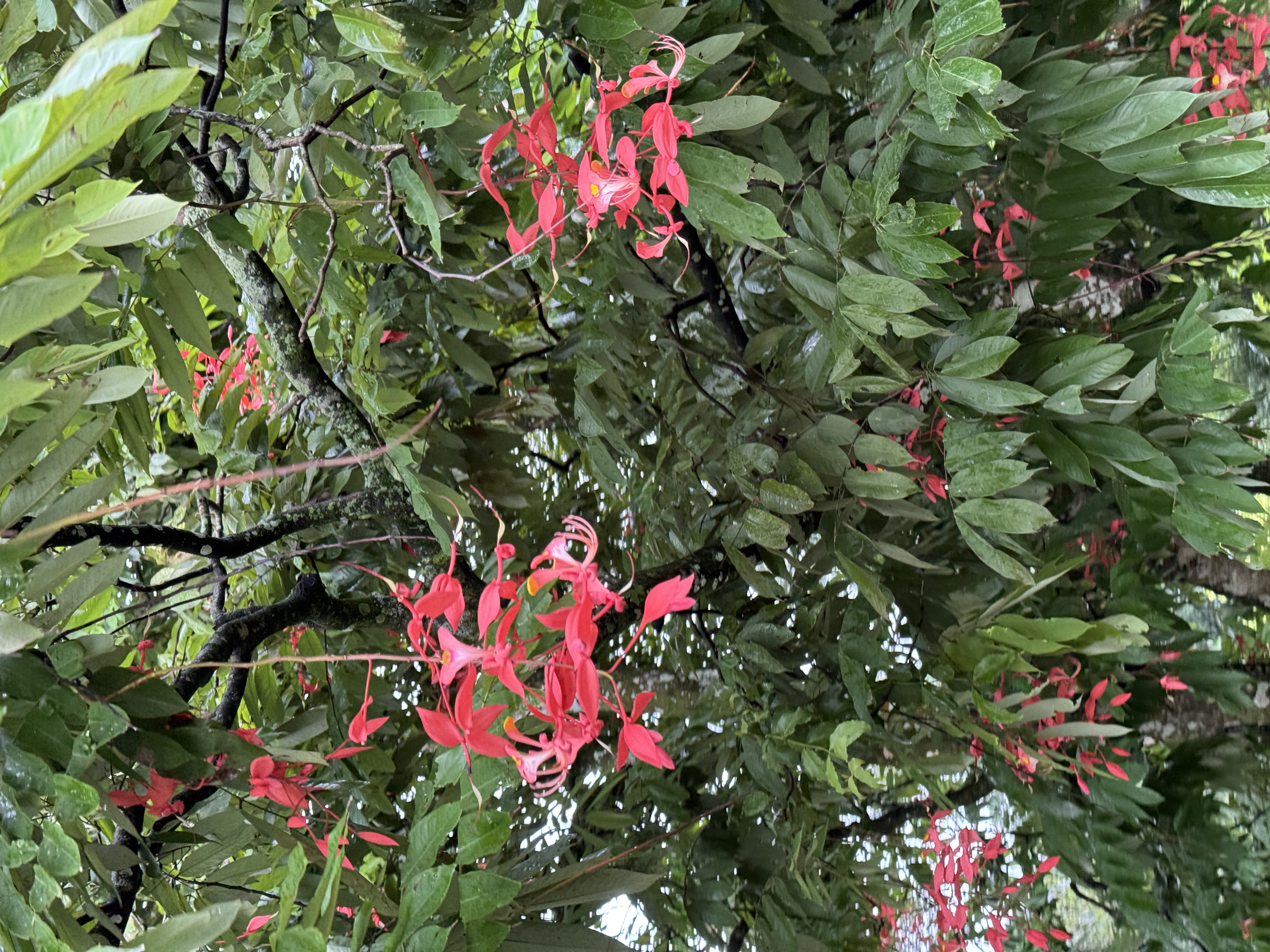 Шри-Ланка: остров, серфинг, океан (31/60)