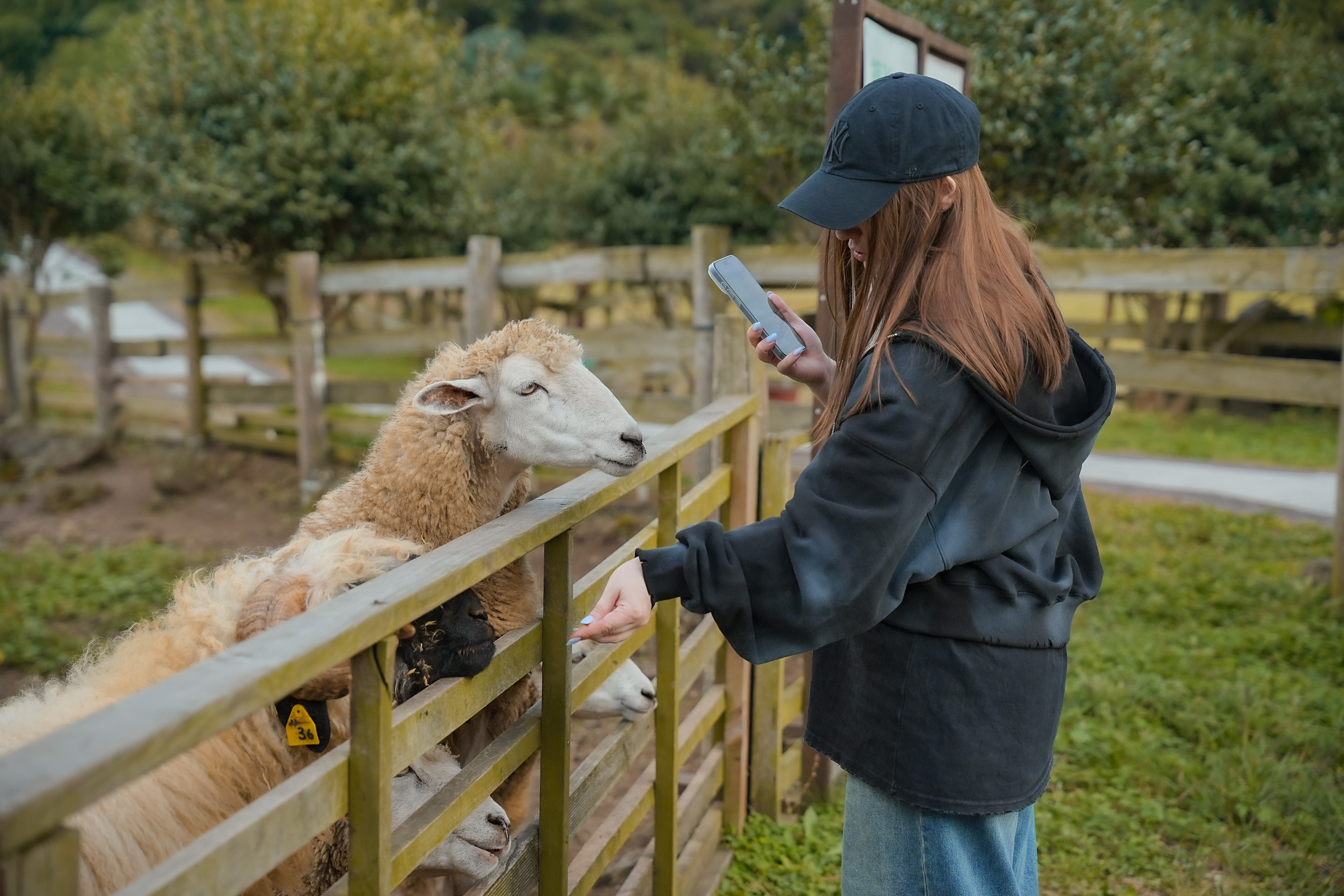 Сезон красных клёнов. Сеул+Чеджу (8/30)
