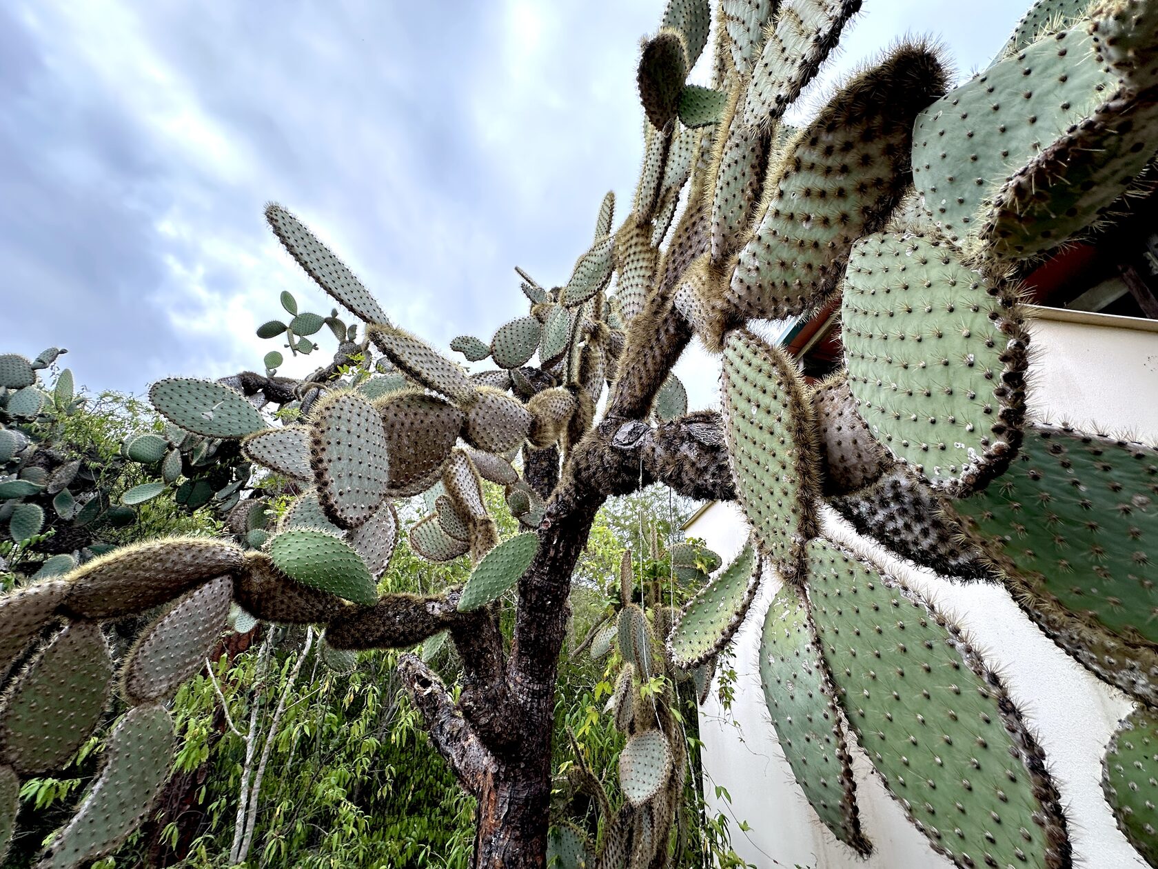 Галапагоcские острова: Экспедиция с биологом - к морским львам, игуанам и черепахам (4/11)