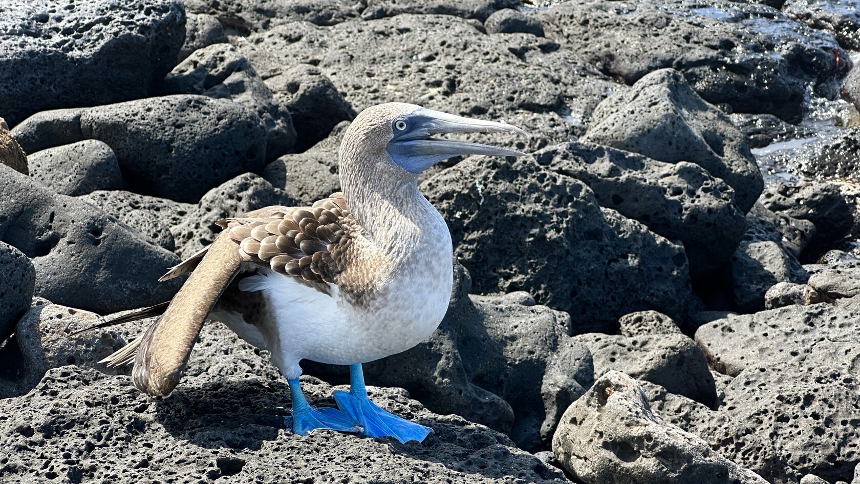 Галапагоcские острова: Экспедиция с биологом - к морским львам, игуанам и черепахам (5/11)