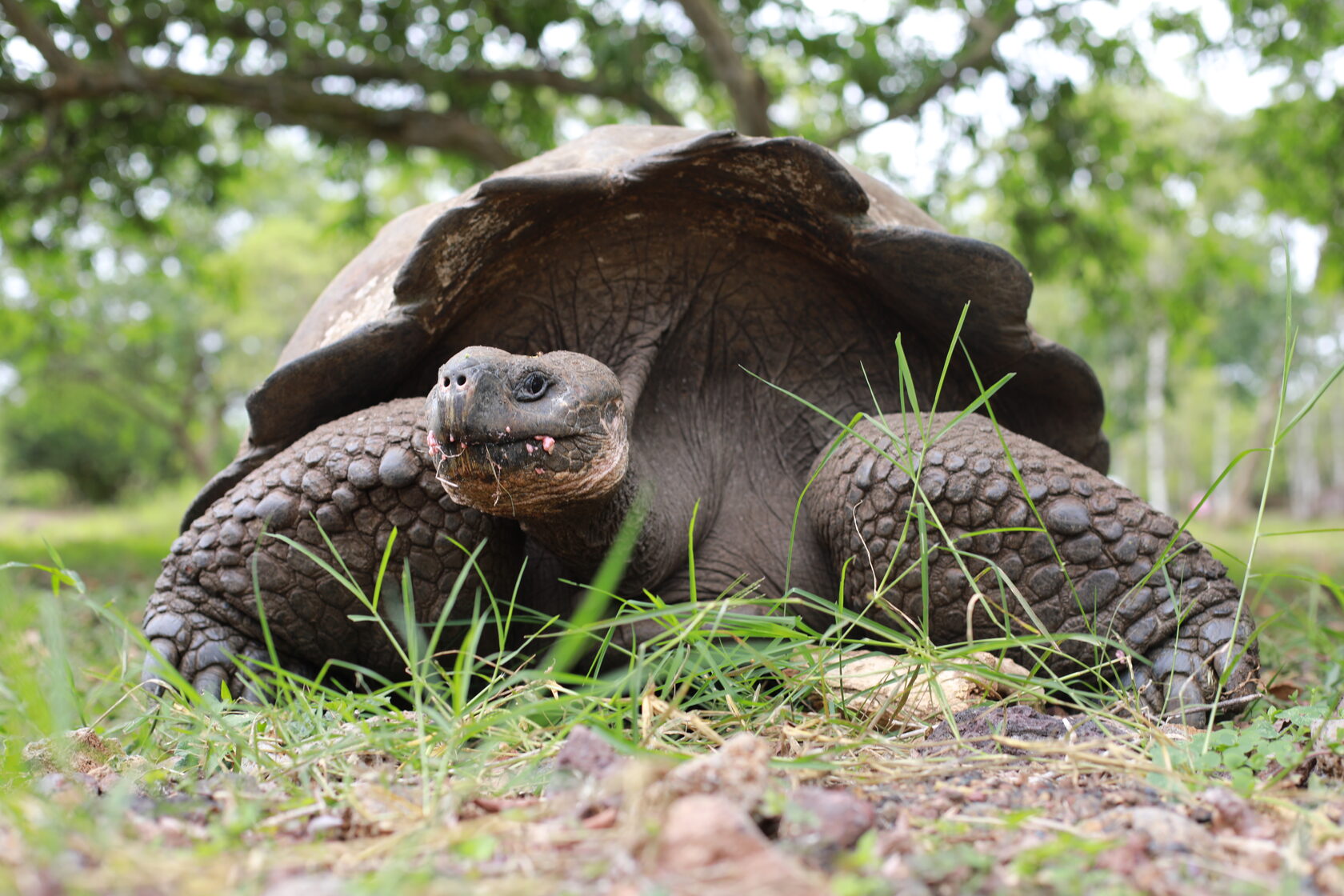 Галапагоcские острова: Экспедиция с биологом - к морским львам, игуанам и черепахам (2/11)