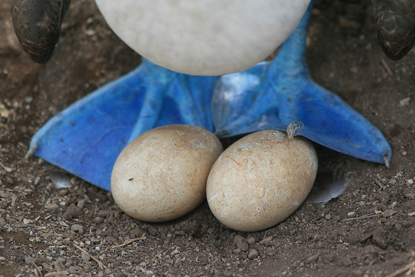 Галапагоcские острова: Экспедиция с биологом - к морским львам, игуанам и черепахам (9/11)