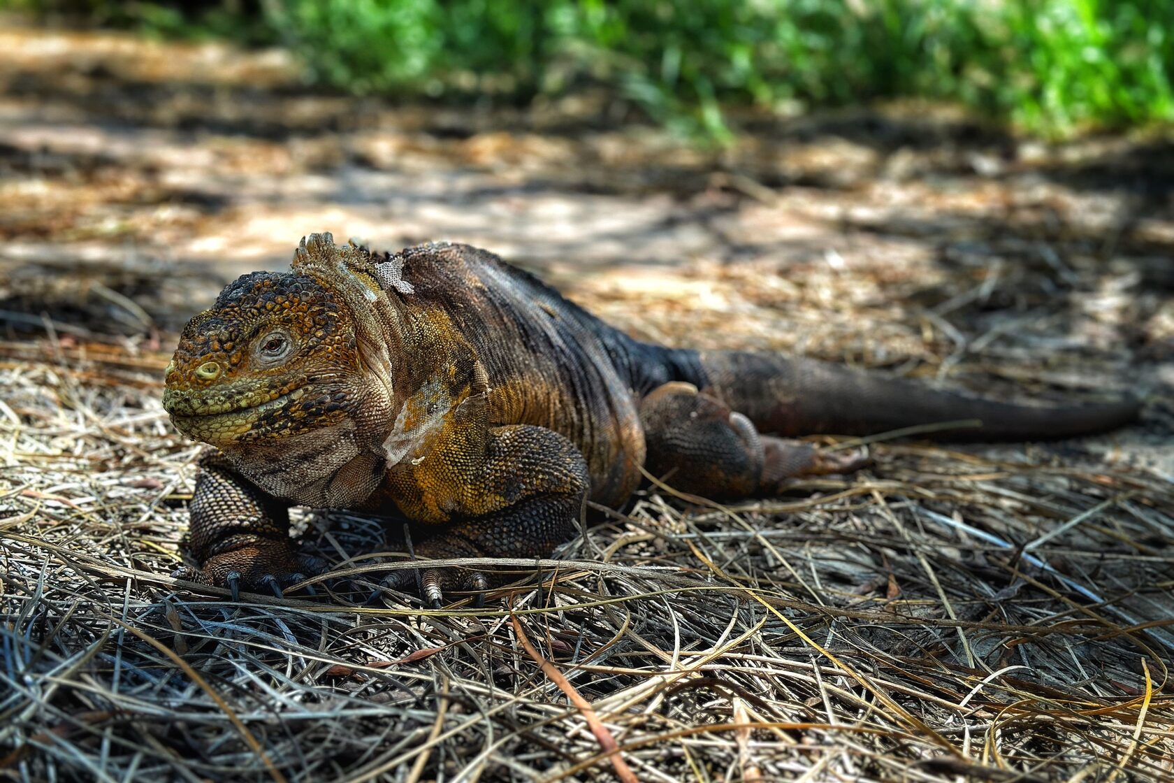 Галапагоcские острова: Экспедиция с биологом - к морским львам, игуанам и черепахам (8/11)