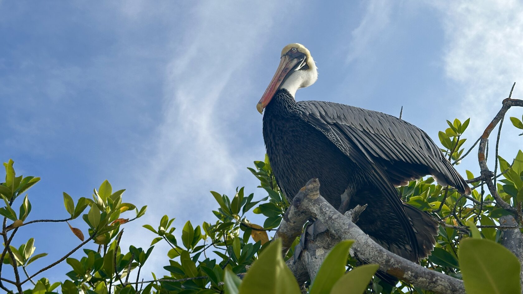 Галапагоcские острова: Экспедиция с биологом - к морским львам, игуанам и черепахам (7/11)