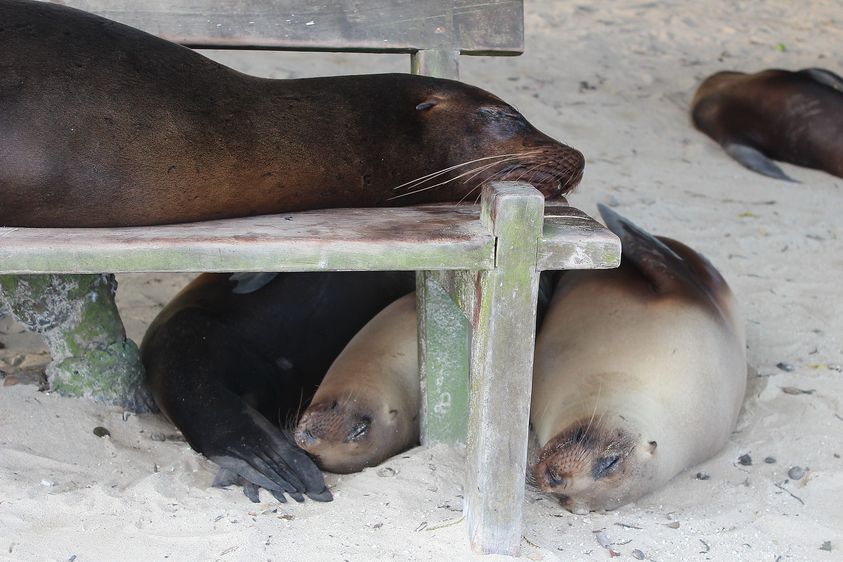 Галапагоcские острова: Экспедиция с биологом - к морским львам, игуанам и черепахам