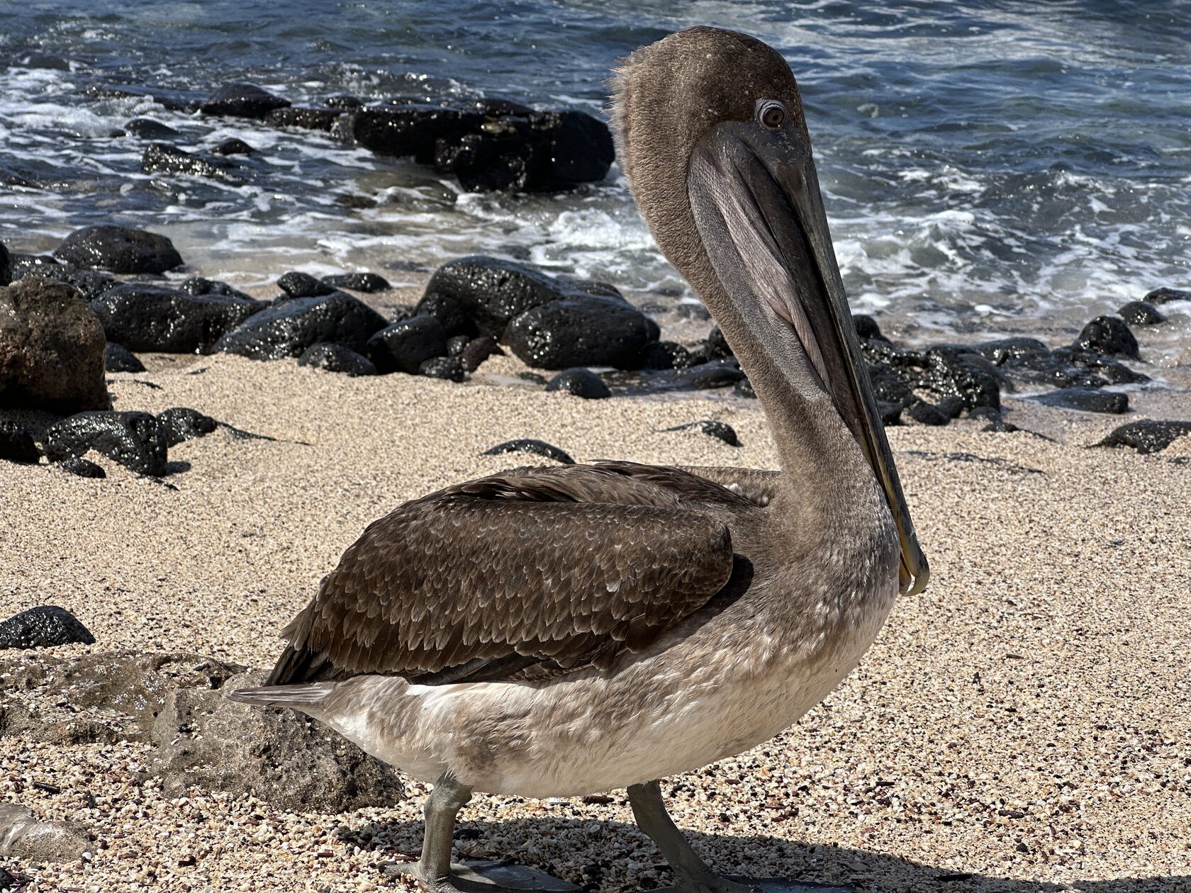 Галапагоcские острова: Экспедиция с биологом - к морским львам, игуанам и черепахам (6/11)