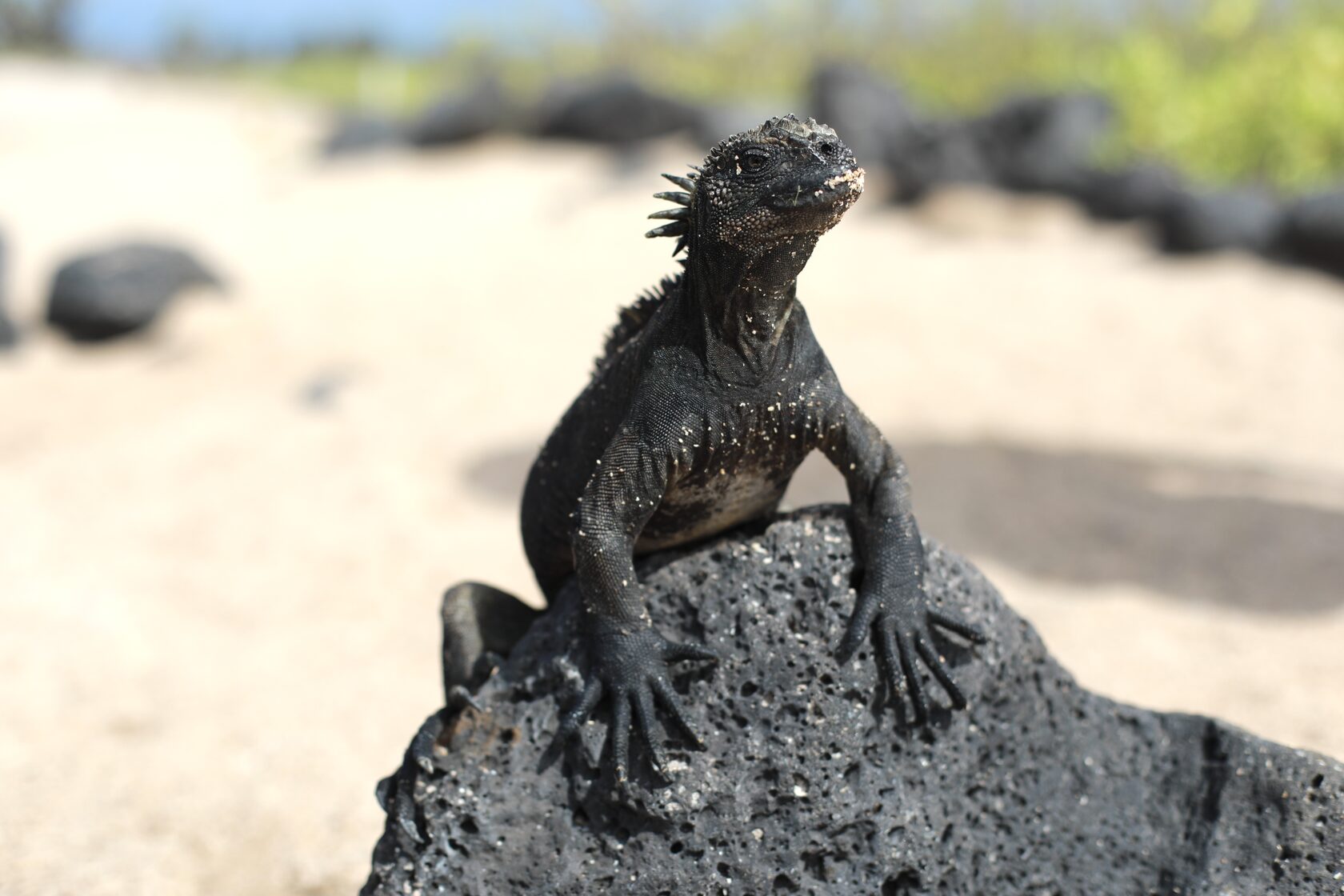 Галапагоcские острова: Экспедиция с биологом - к морским львам, игуанам и черепахам (3/11)