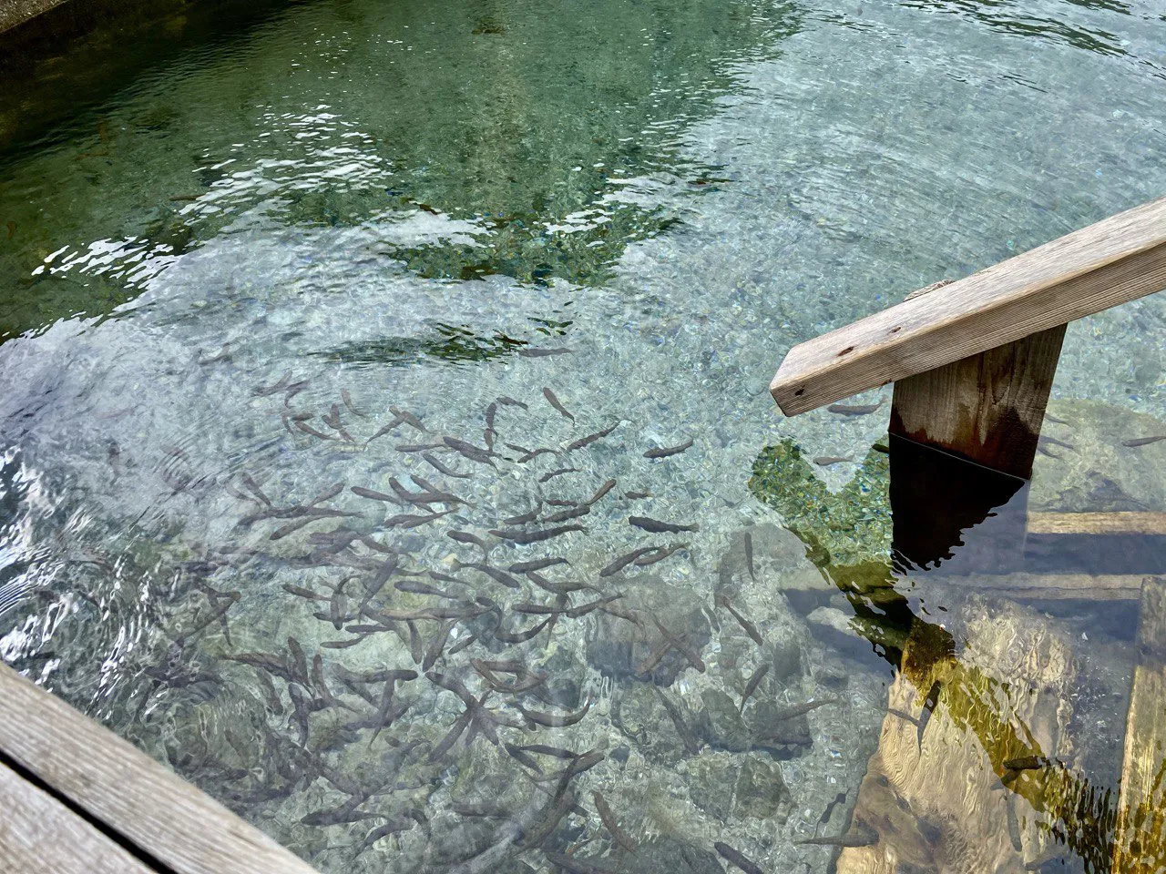 Легендарное алтайское плато Укок на авто! Экспедиция в центр Евразии. (28/44)