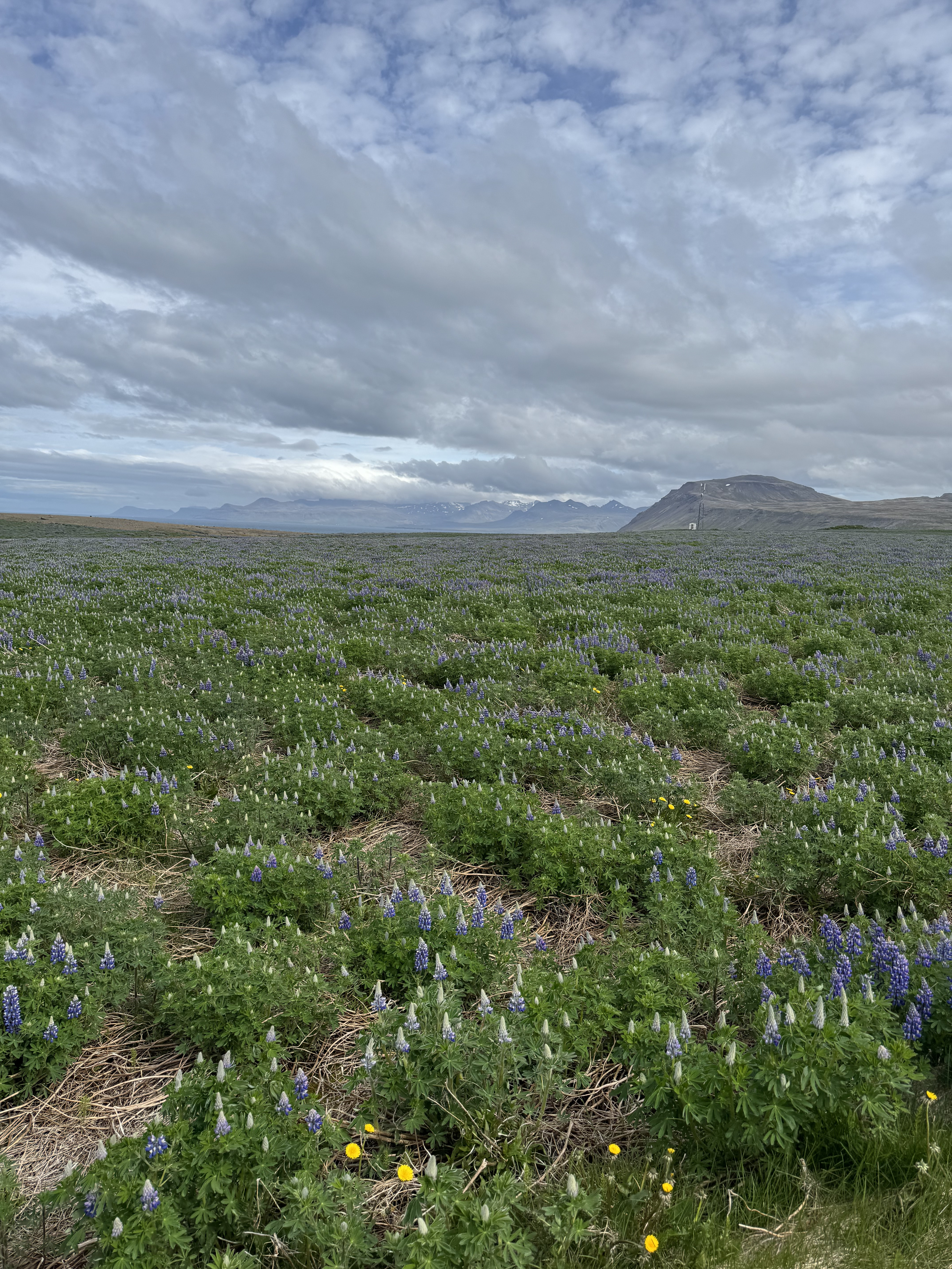 Исландия - путешествие в страну огня, льда и китов (26/71)