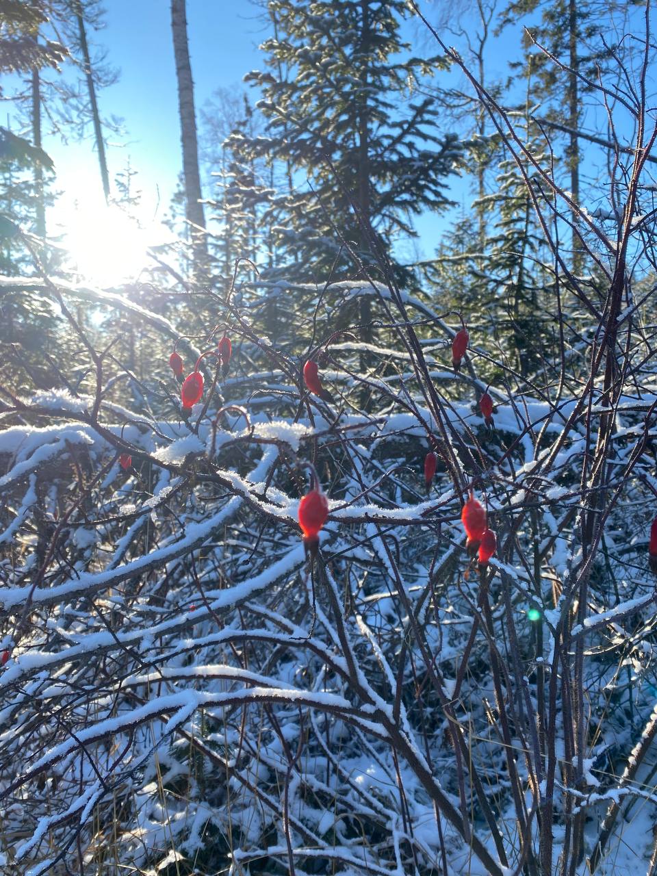 Восхождение на Конжаковский камень (1569 метров) (3/10)