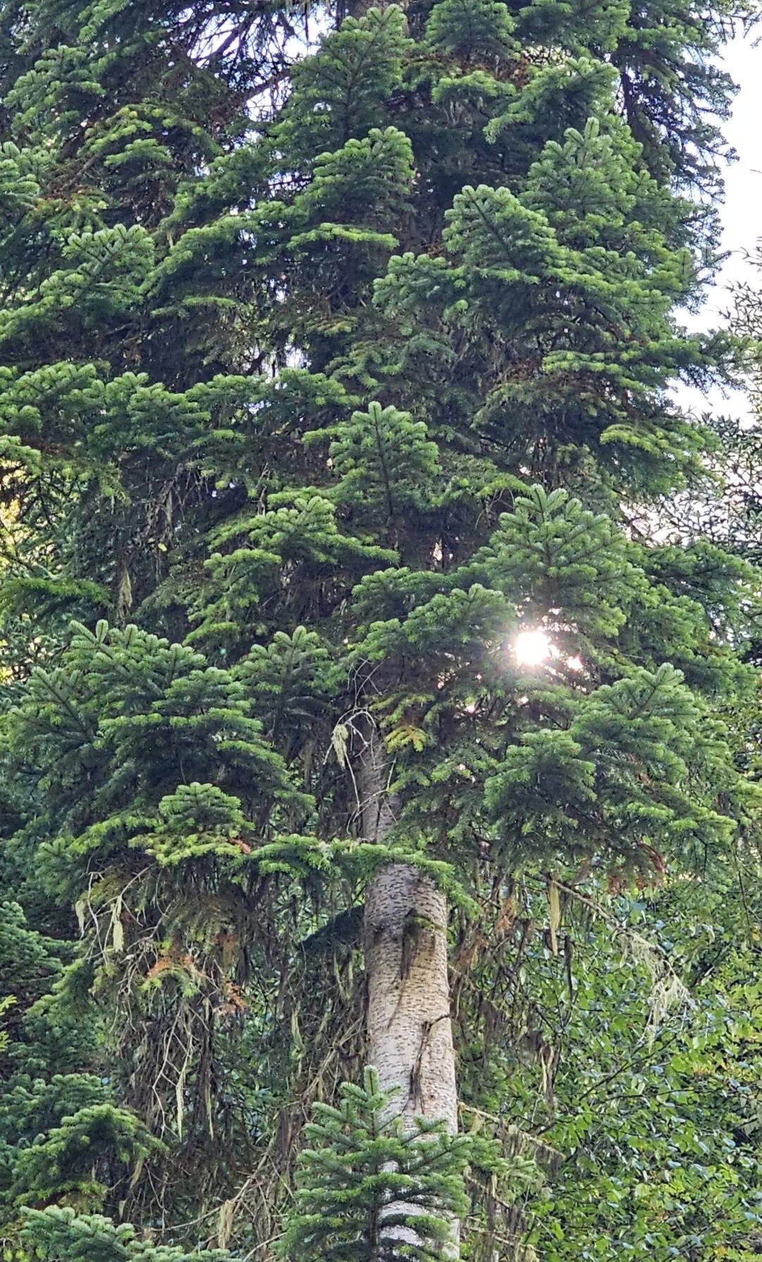 Грузия. Краски Сванетии. (24/90)