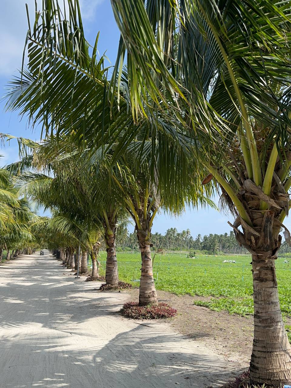 Магические Мальдивы (94/130)