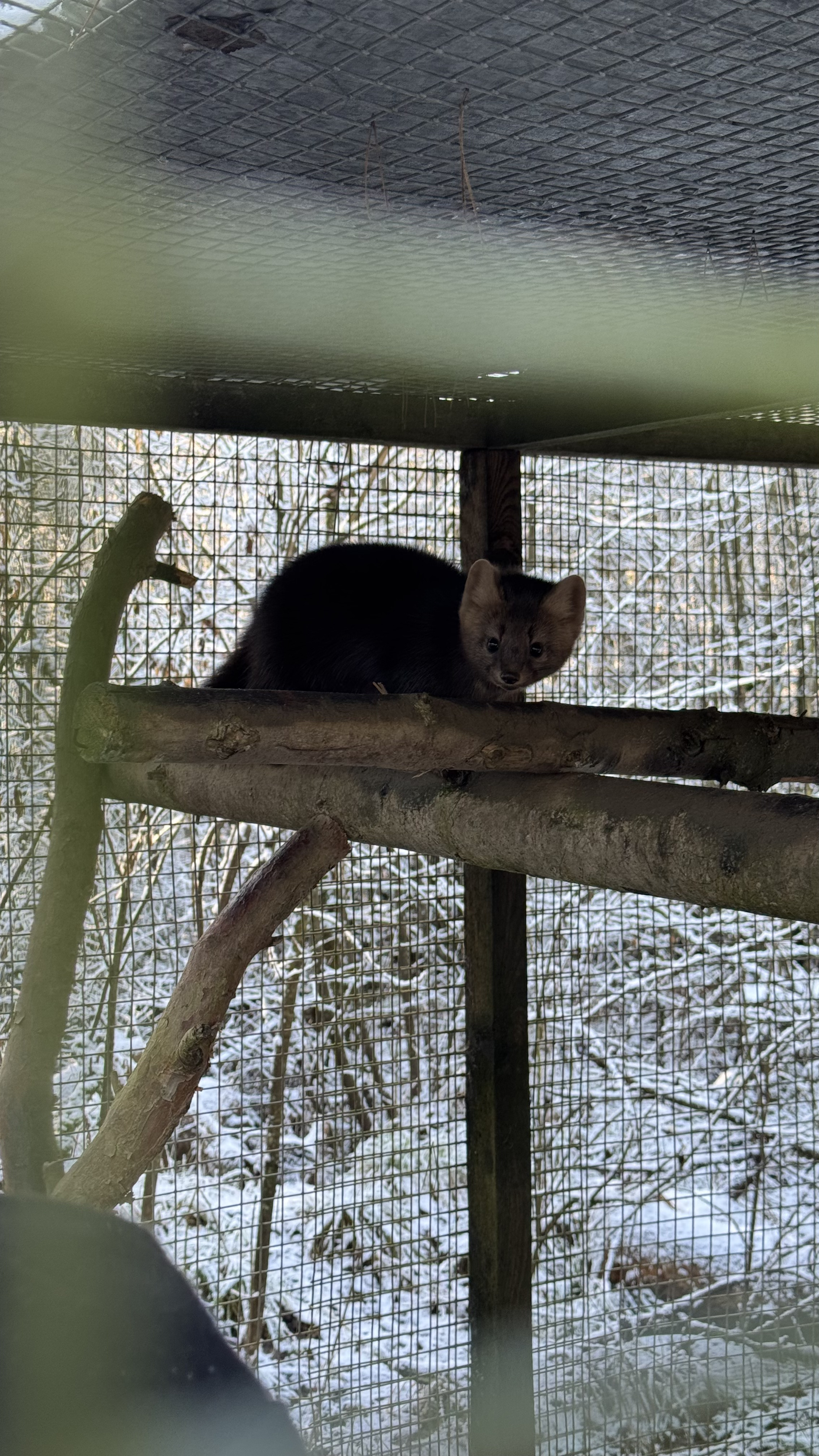 Поход К хорькам и соболям с биологом, Черноголовка (9/18)