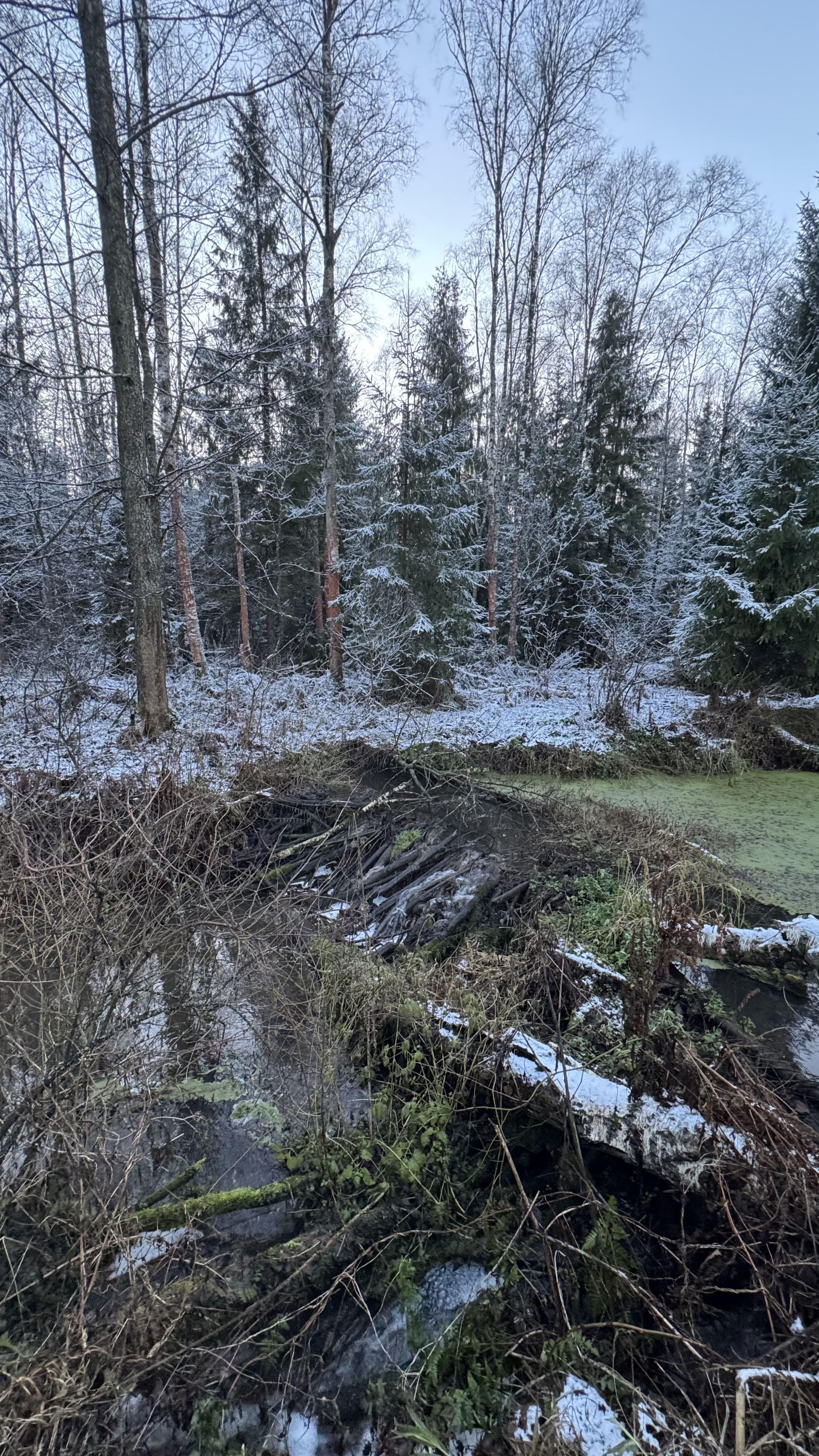 Поход К хорькам и соболям с биологом, Черноголовка (12/18)