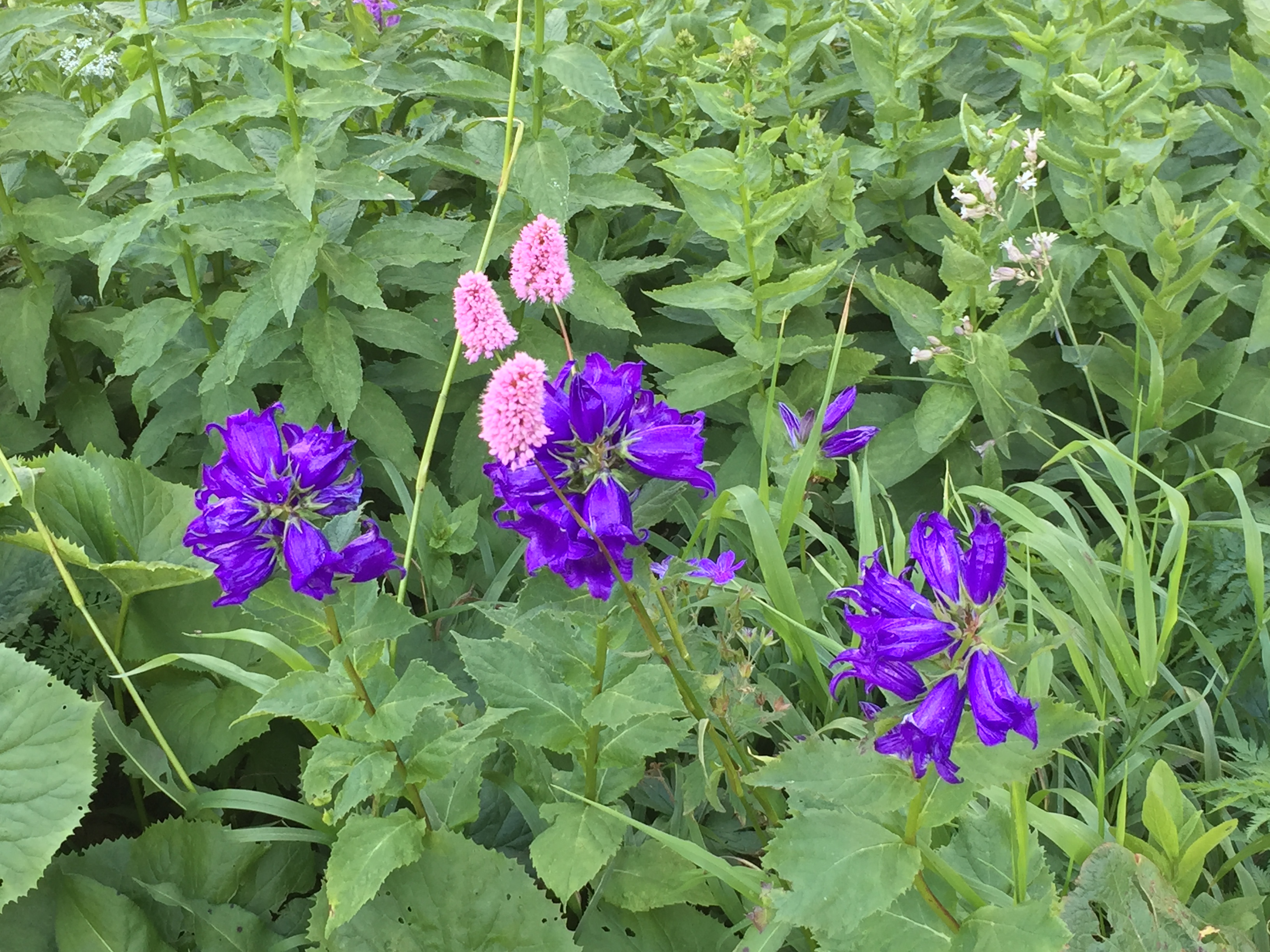 Трекинг-тур Цветущие склоны Архыза. Размещение в отеле (9/40)