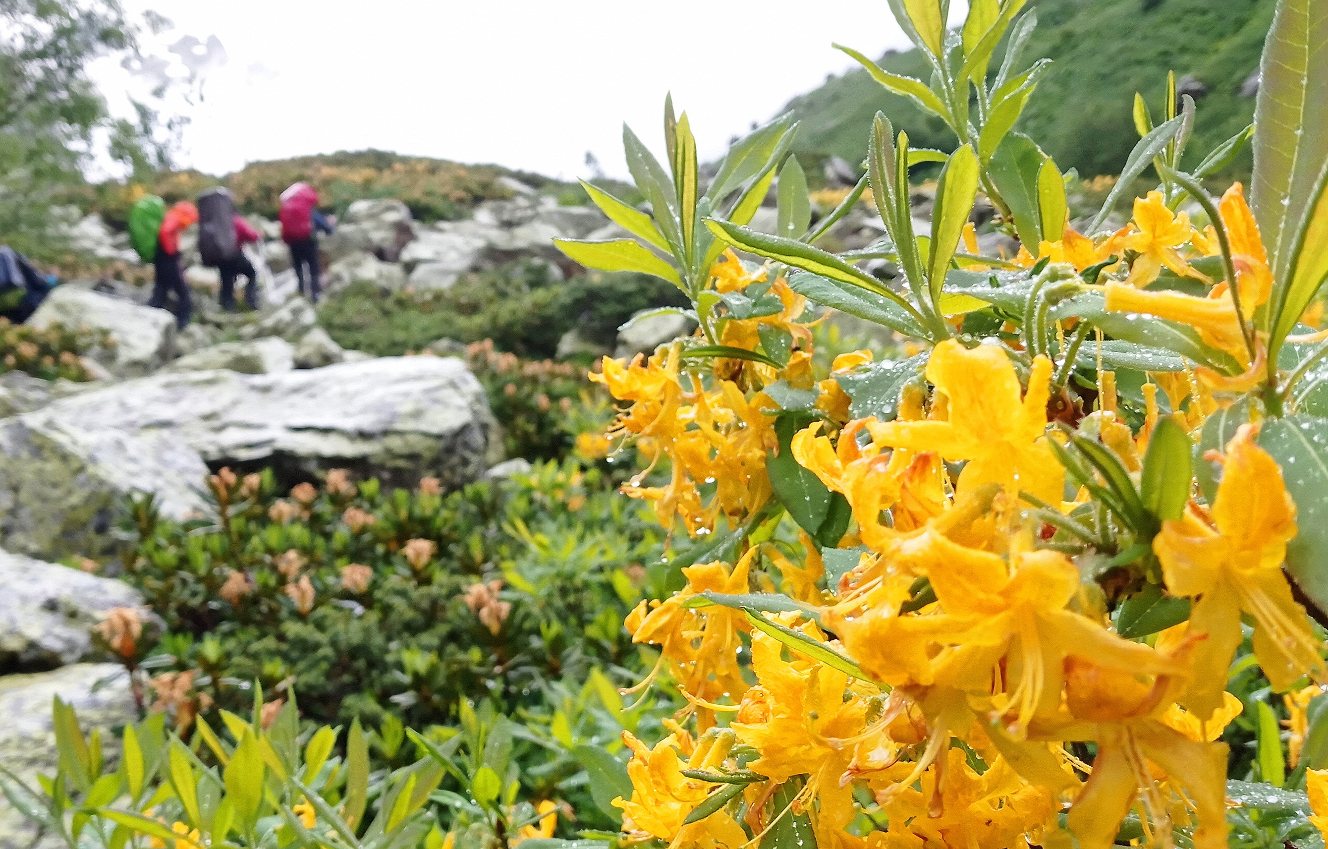 Трекинг-тур Цветущие склоны Архыза. Размещение в отеле (12/40)