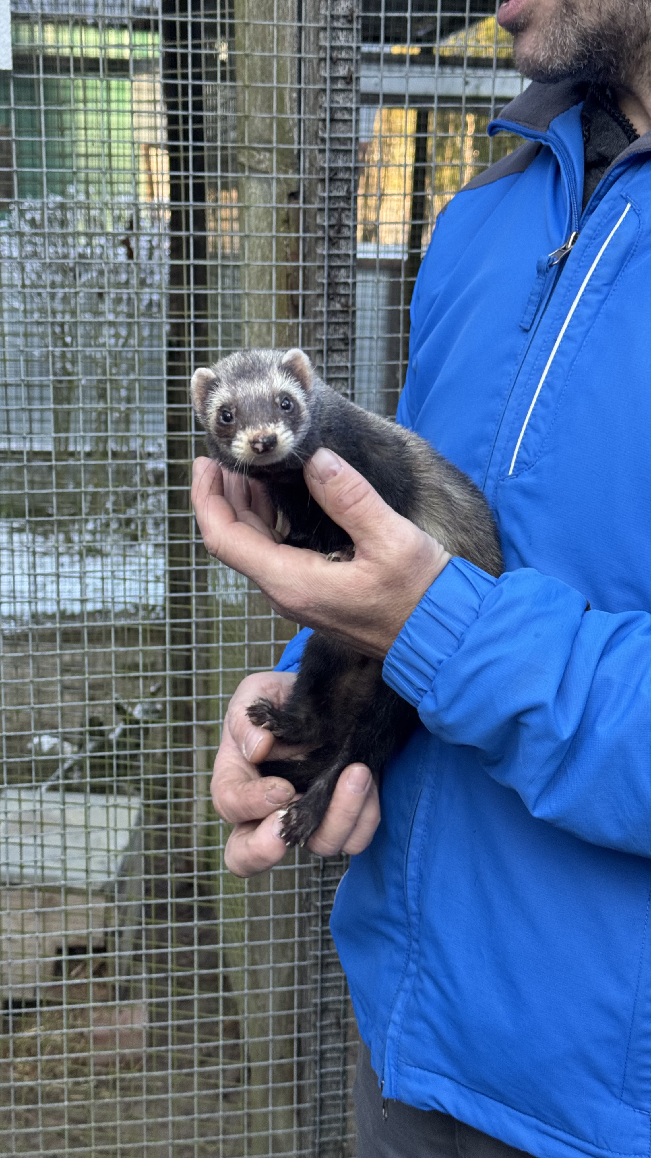 Поход К хорькам и соболям с биологом, Черноголовка (6/18)