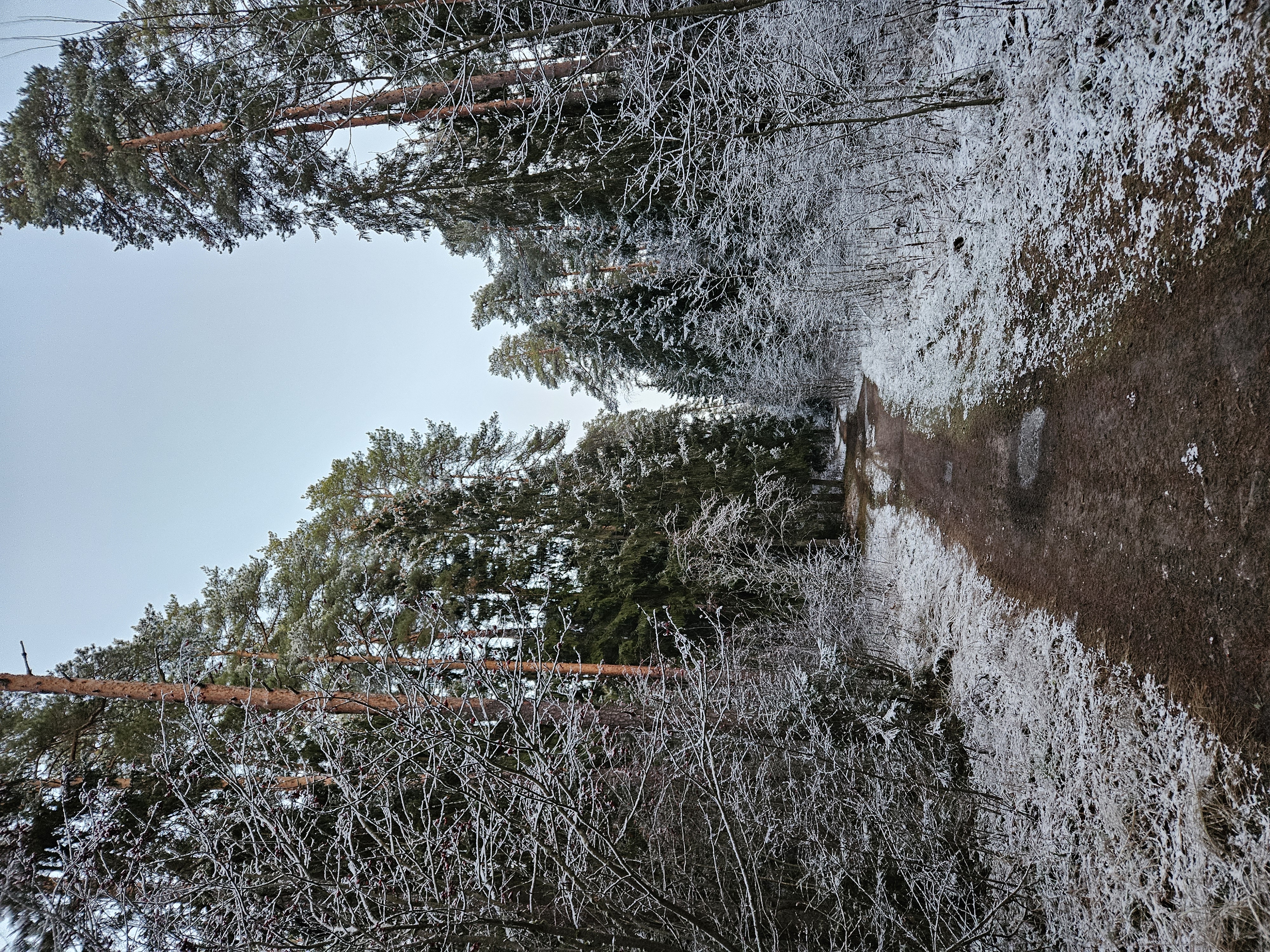 Поход К хорькам и соболям с биологом, Черноголовка (14/18)