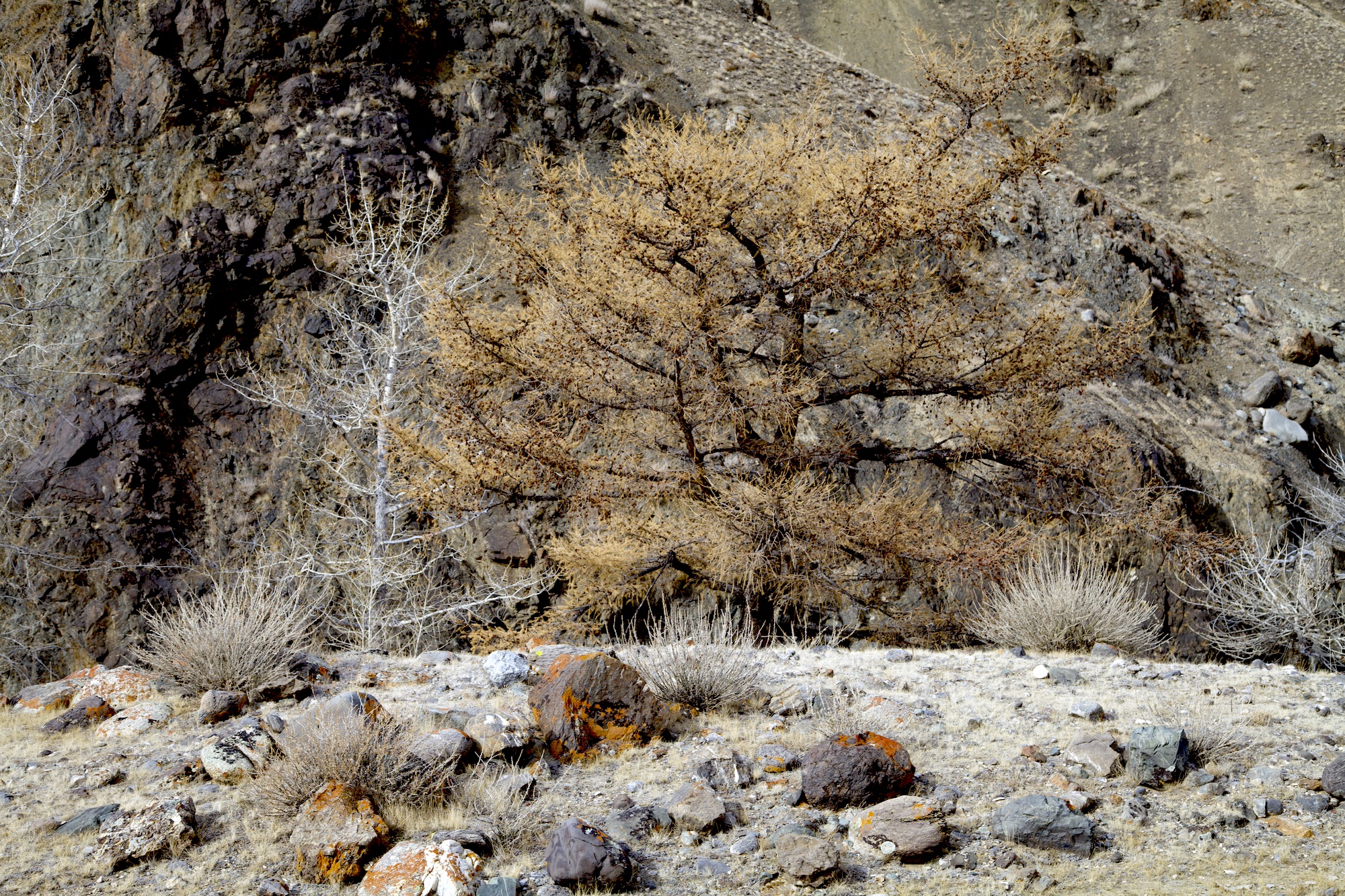 Путешествие к тайнам Горного Алтая (26/111)