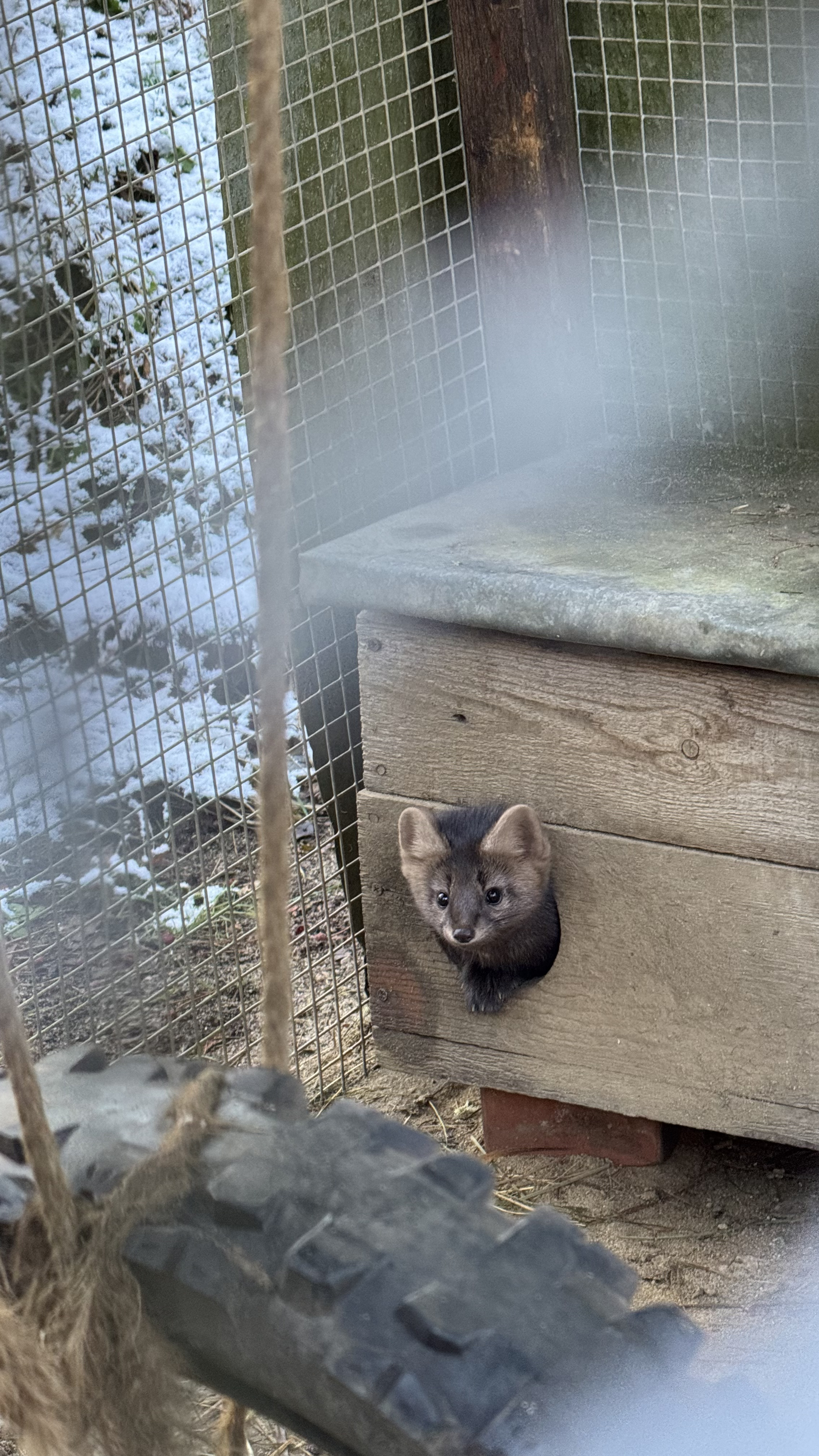 Поход К хорькам и соболям с биологом, Черноголовка (8/18)