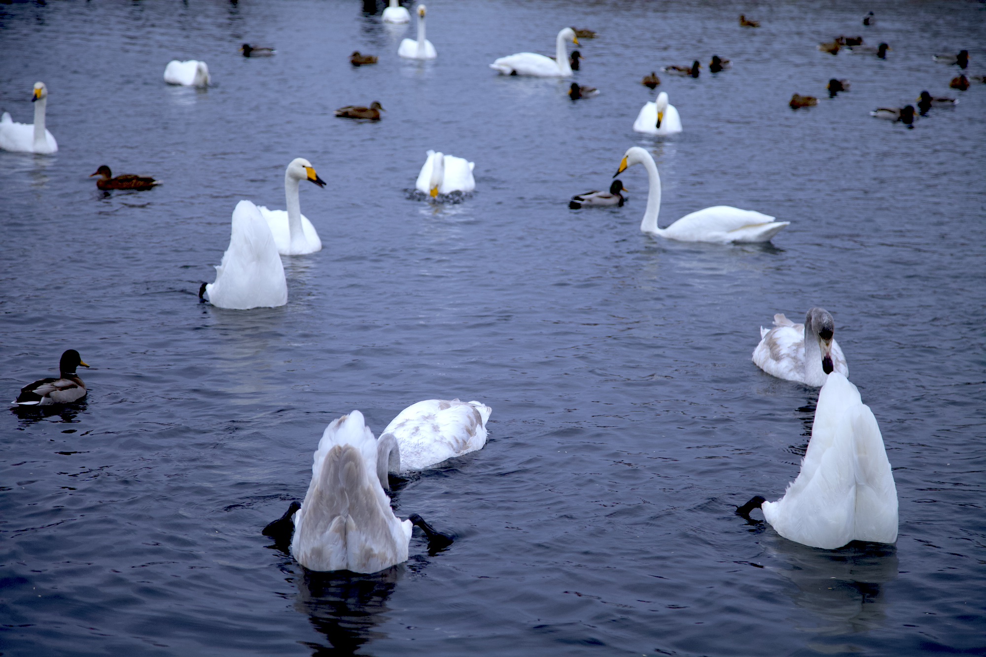 Очарование зимнего Алтая (20/48)