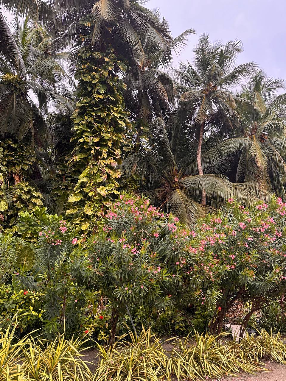 Магические Мальдивы (101/130)