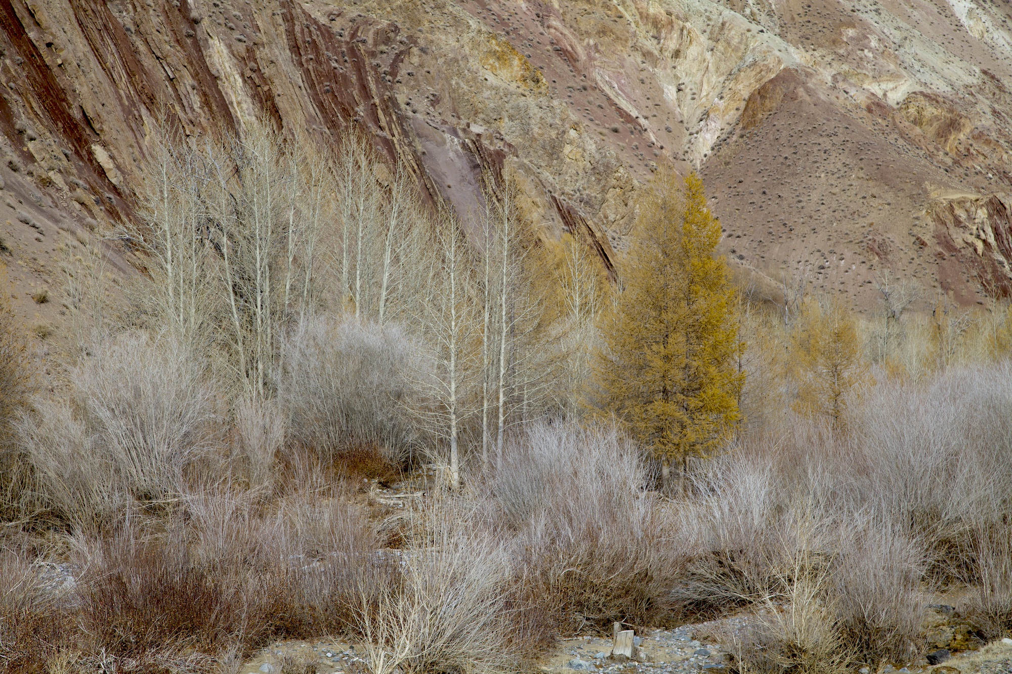 Путешествие к тайнам Горного Алтая (22/111)