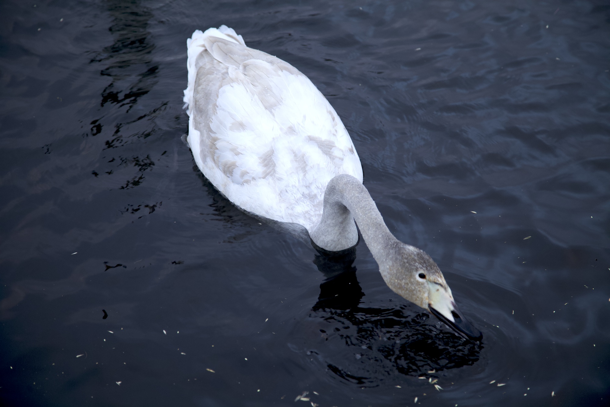 Очарование зимнего Алтая (21/48)