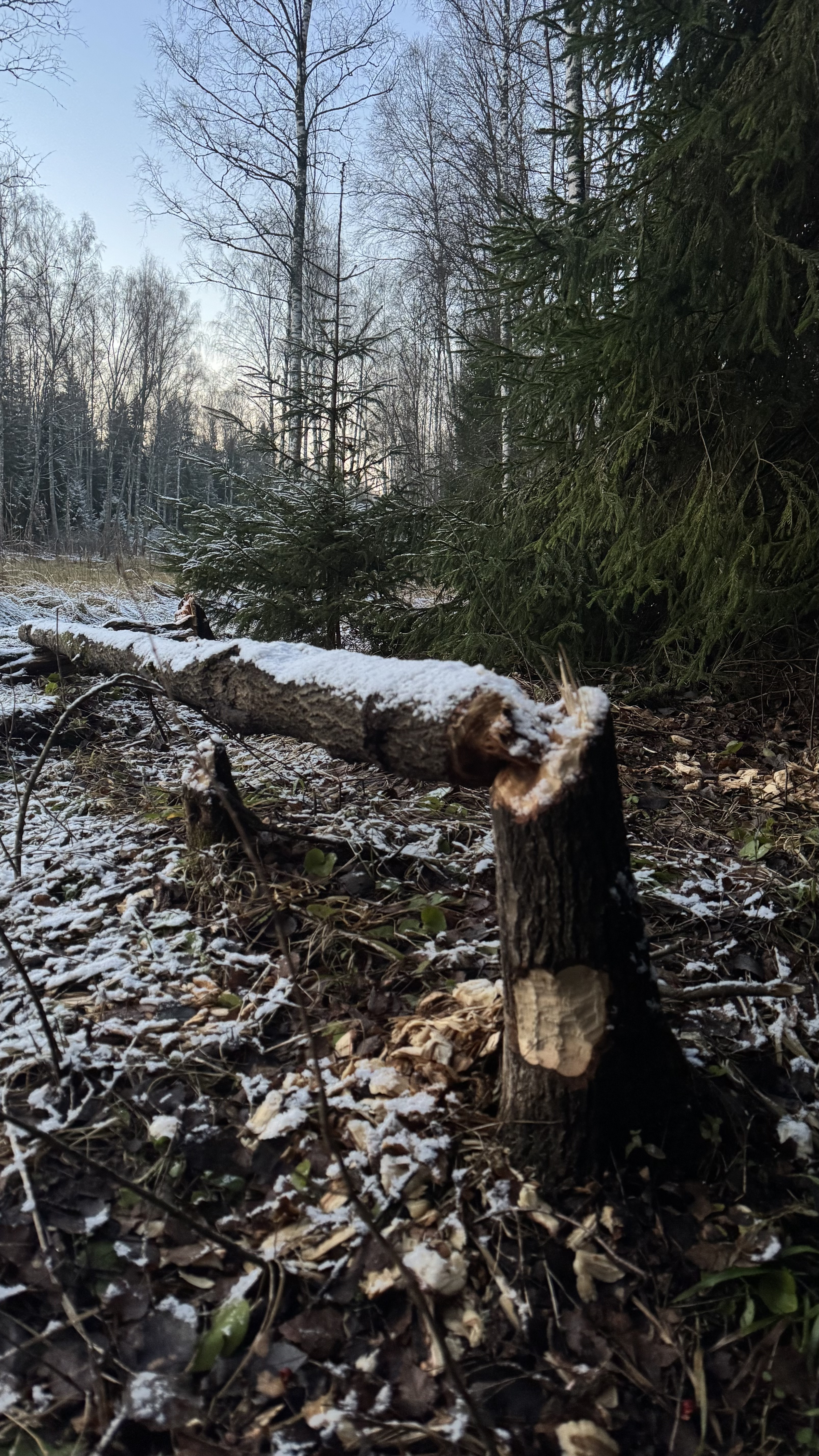 Поход К хорькам и соболям с биологом, Черноголовка (13/18)