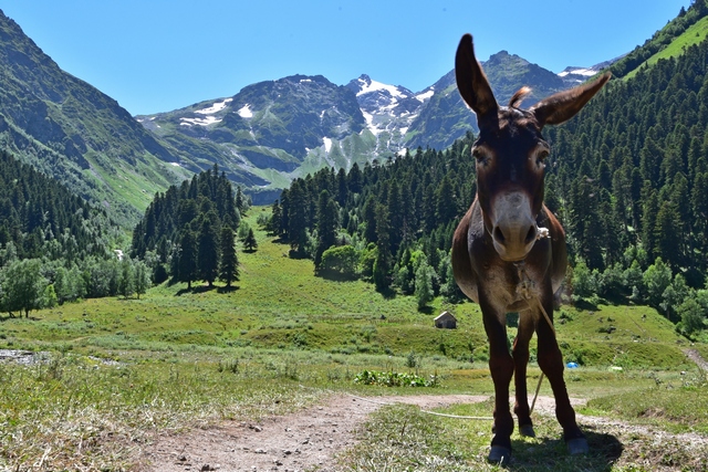 Трекинг-тур Цветущие склоны Архыза. Размещение в отеле (15/40)