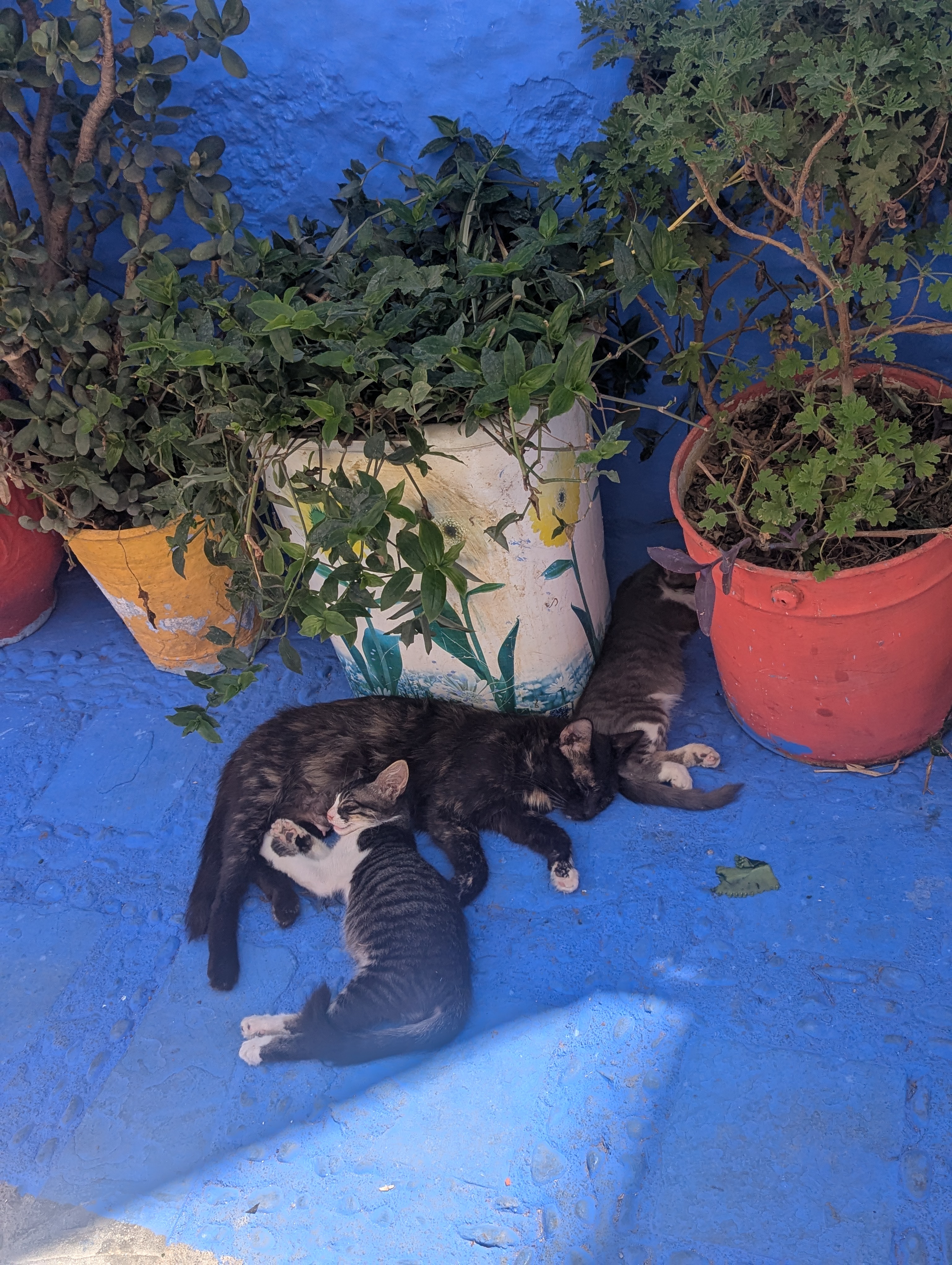 Сказочный Голубой город Шефшауэн (10/10)