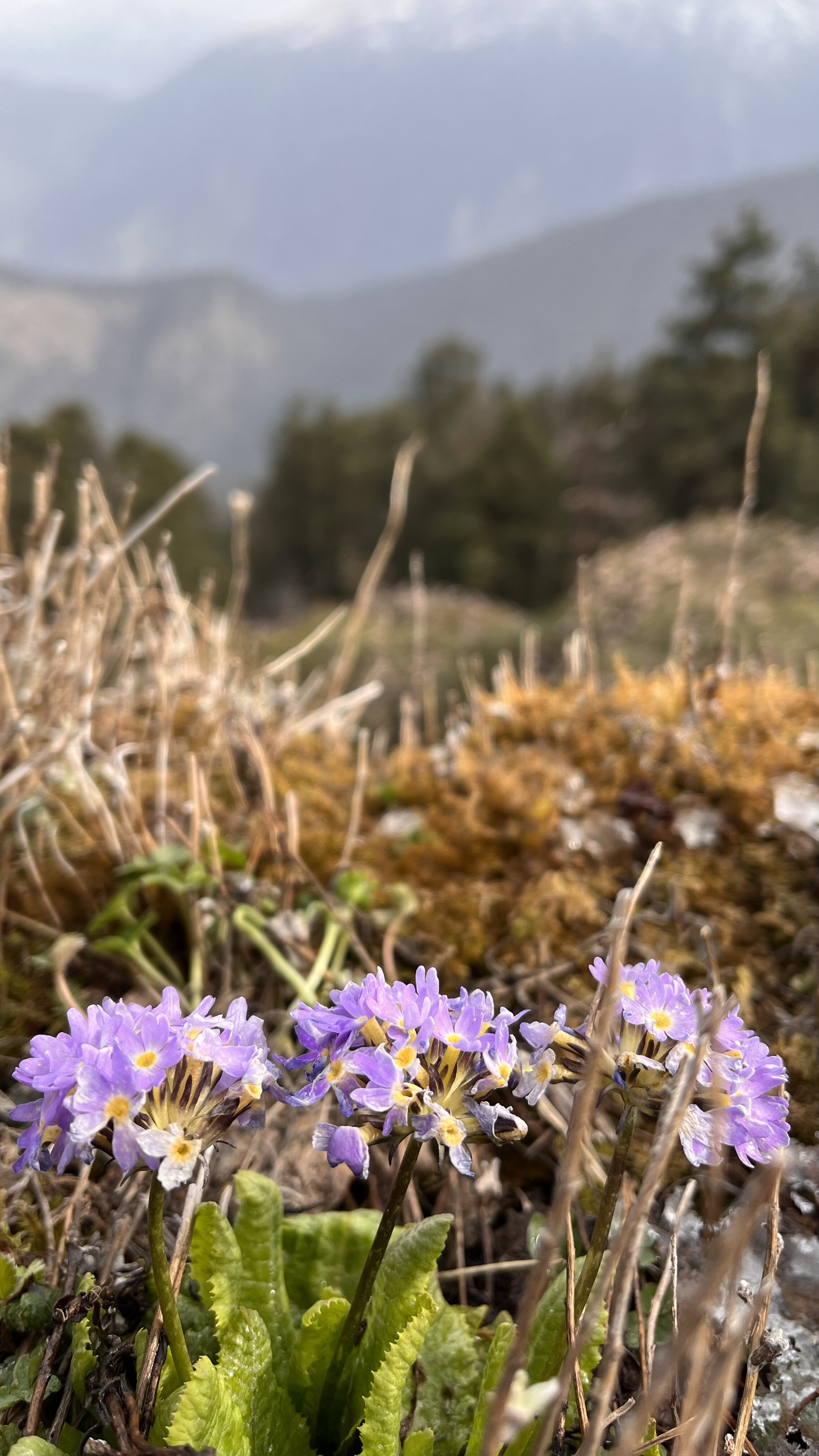 Йога-тур в Ришикеш Истоки мудрости (14/52)