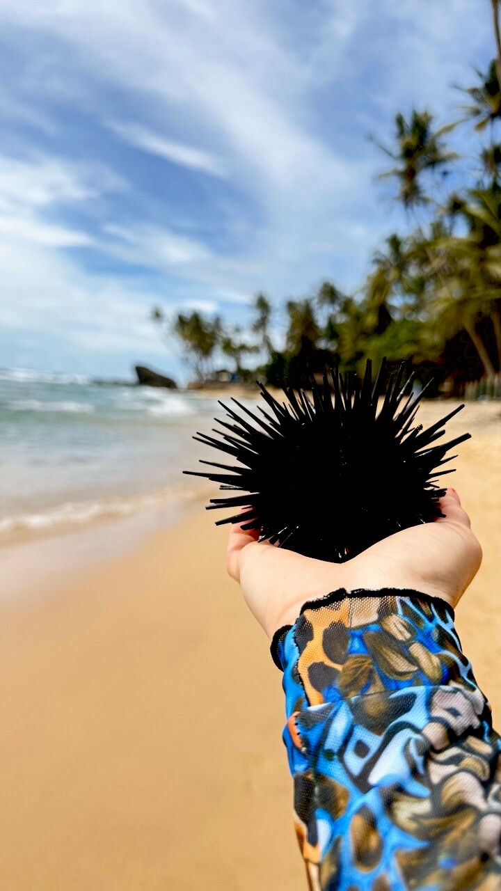 Шри-Ланка на максимум: от джунглей до океанских волн (63/100)