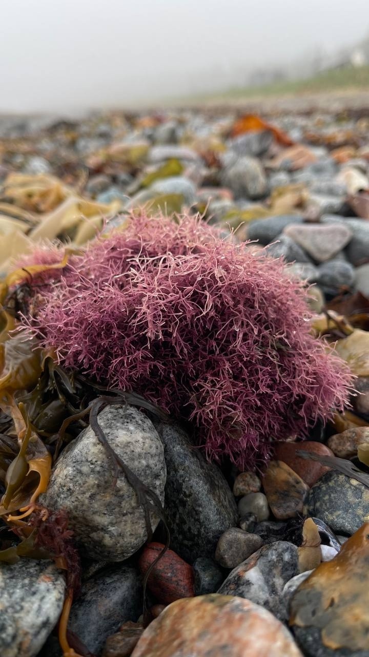 Аметистовый берег Арктики.  Все включено! (60/67)