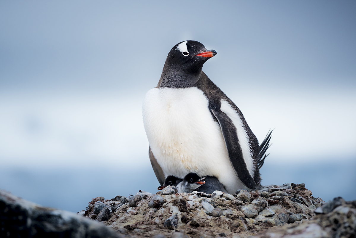 Круиз с русской группой: Новый год в Антарктиде на мега-яхте Scenic Eclipse 1 (3/45)