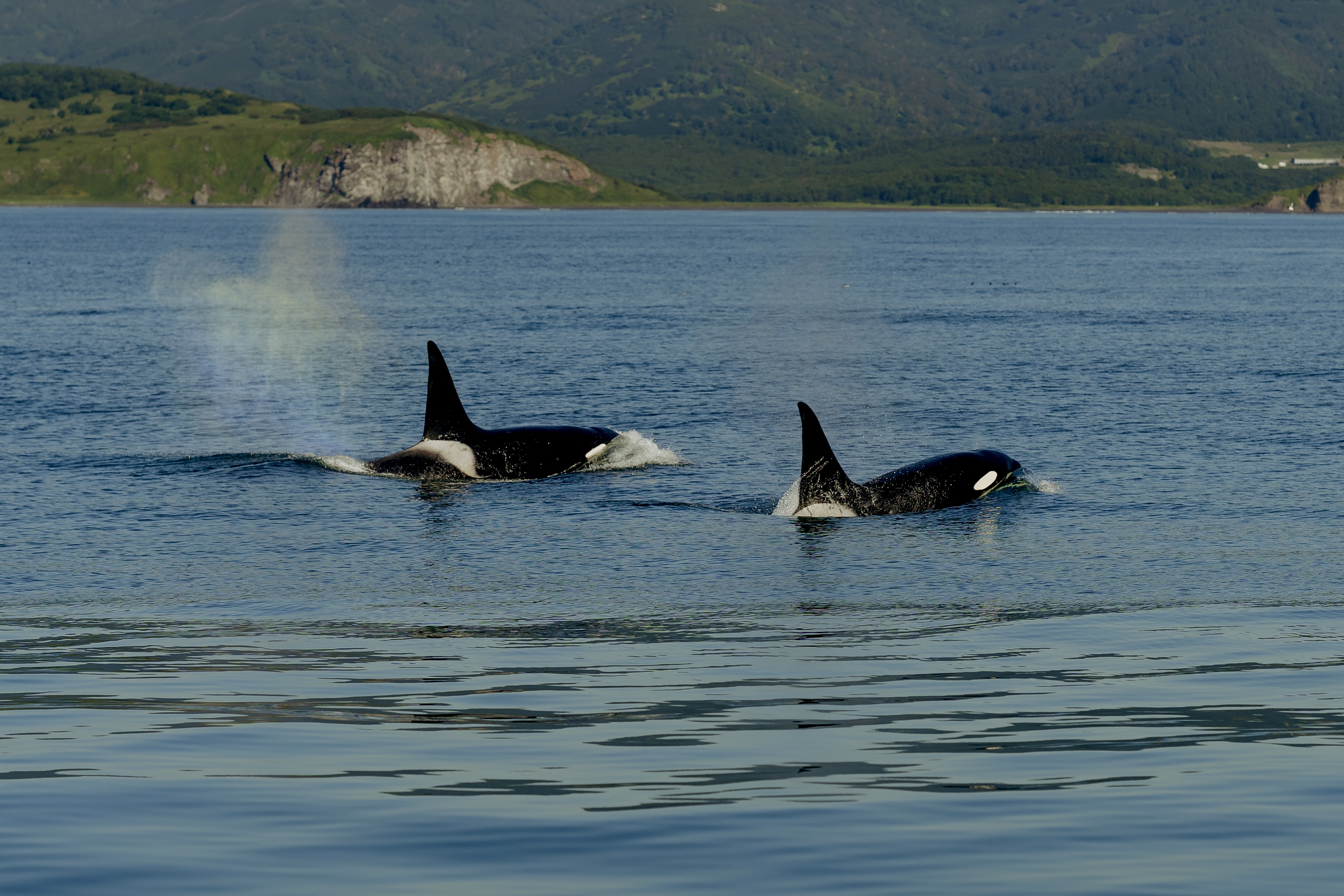 Морская прогулка к китам и косаткам
