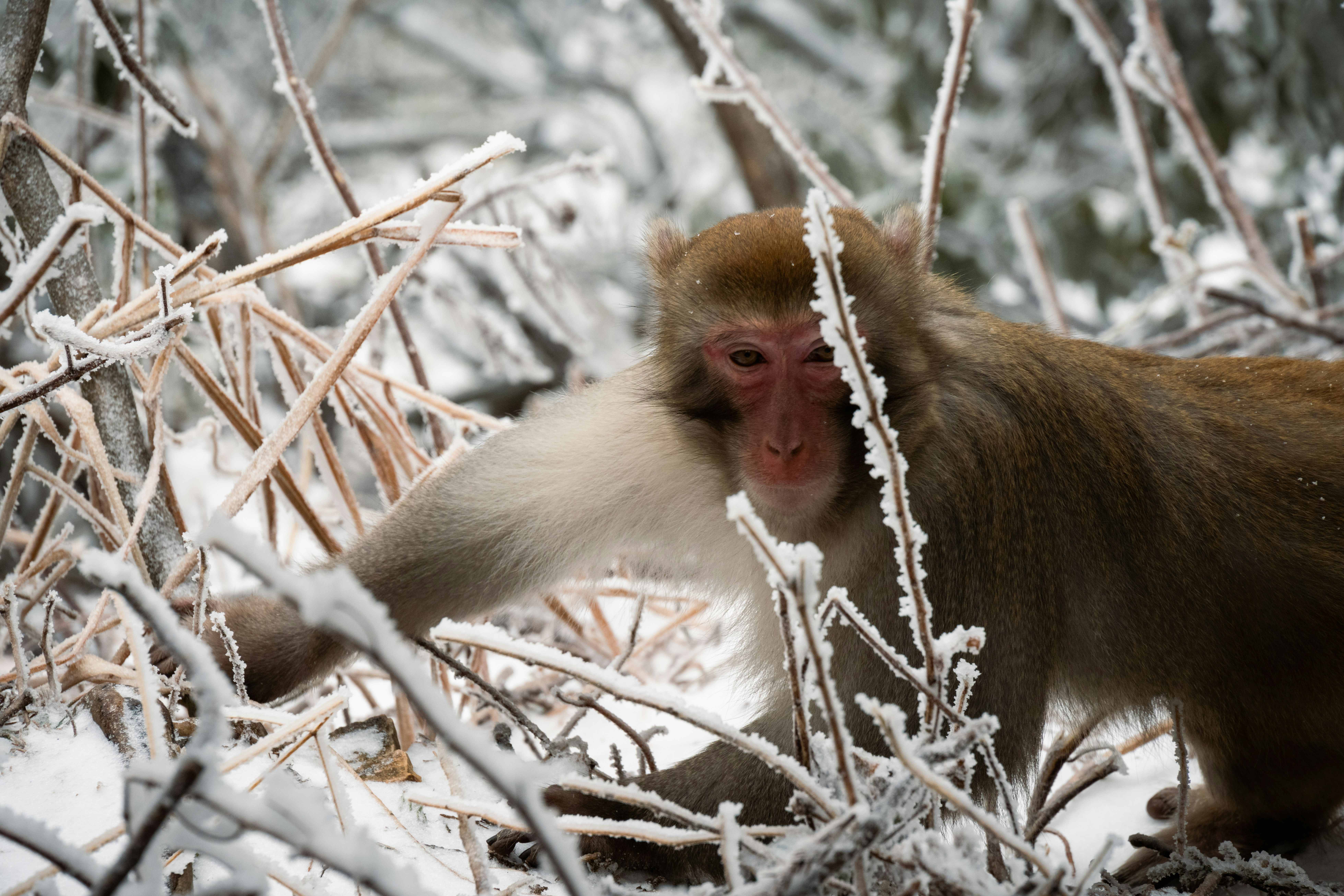 В горы Аватара (3/25)