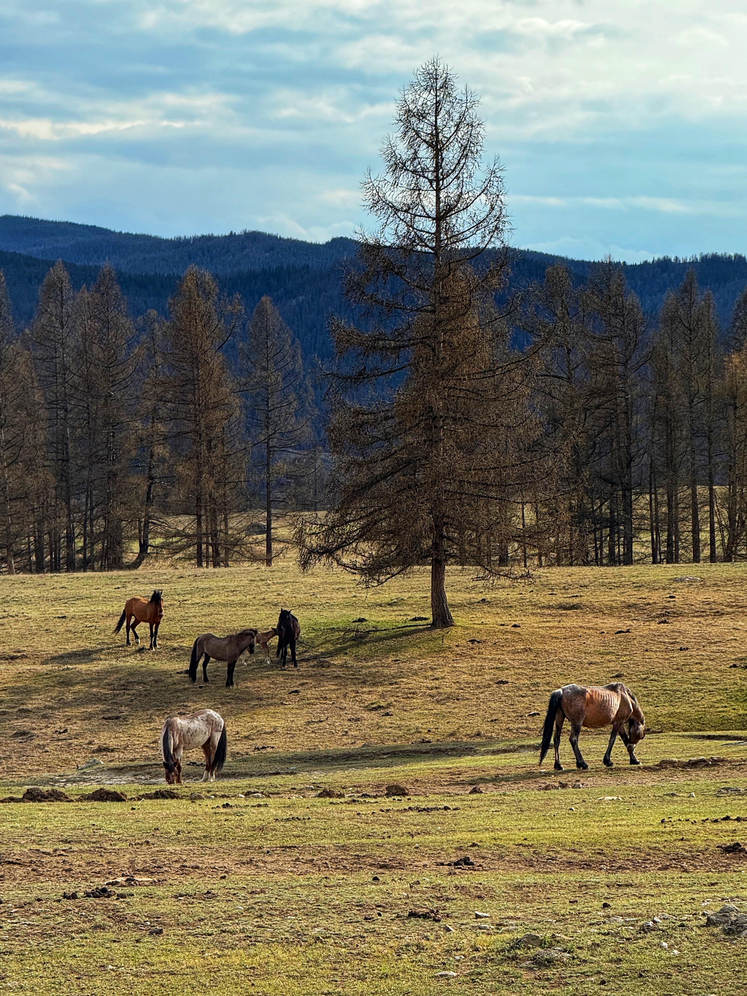 Весеннее волшебство Алтая. Все самое лучшее за 6 дней. (11/41)