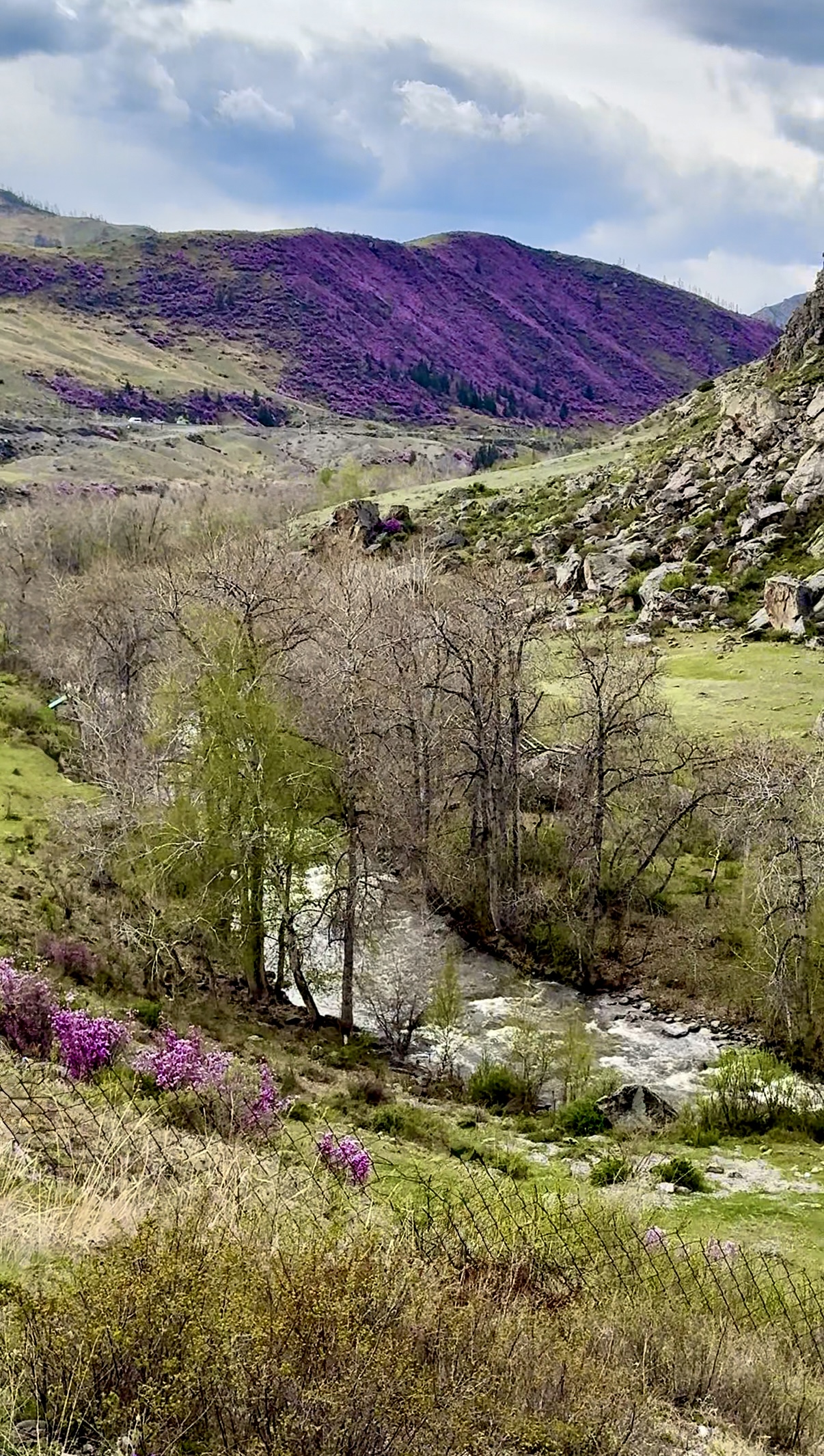 Весеннее волшебство Алтая. Все самое лучшее за 6 дней. (21/41)