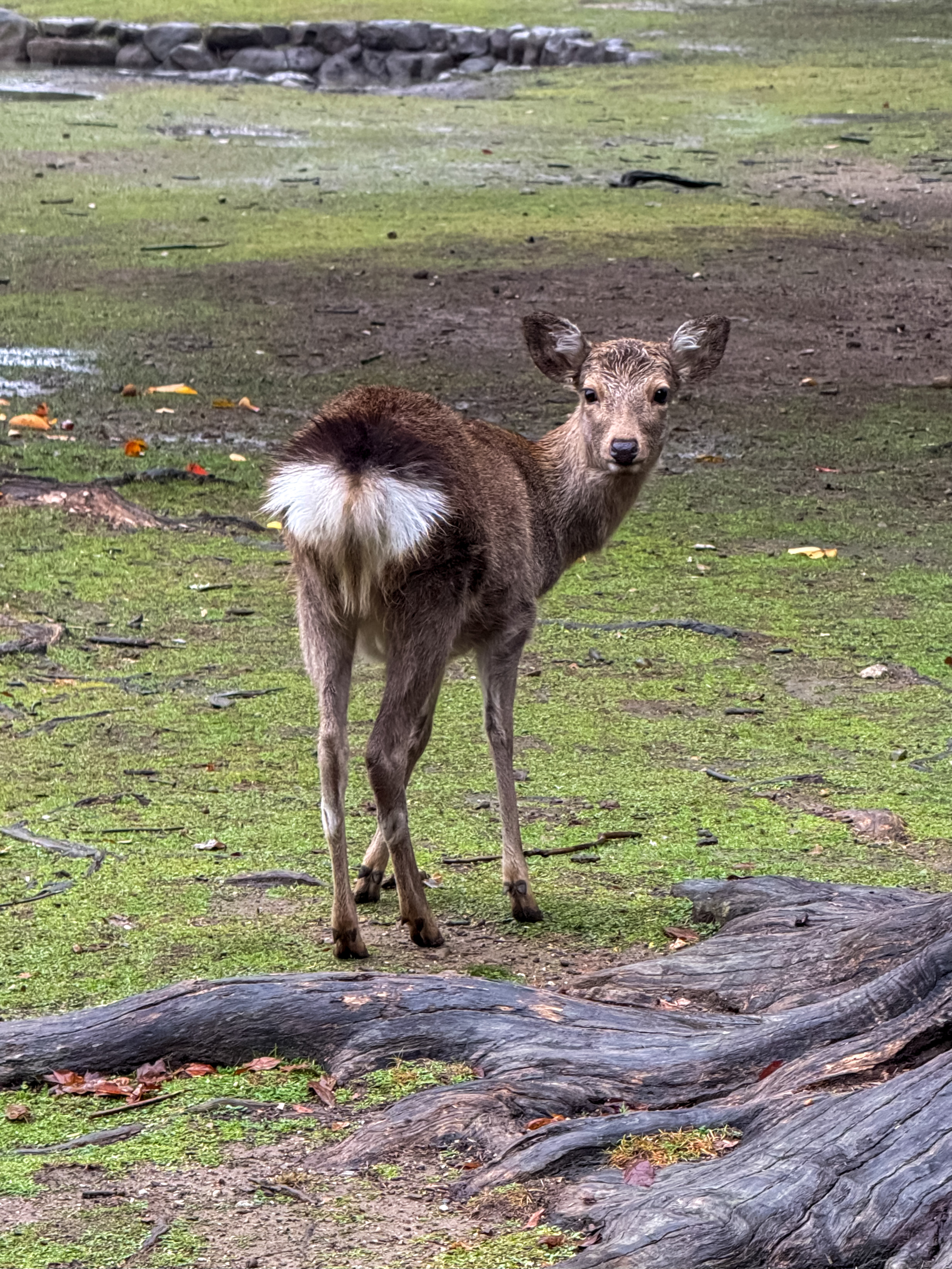 Япония: Путь за пределы (13/67)