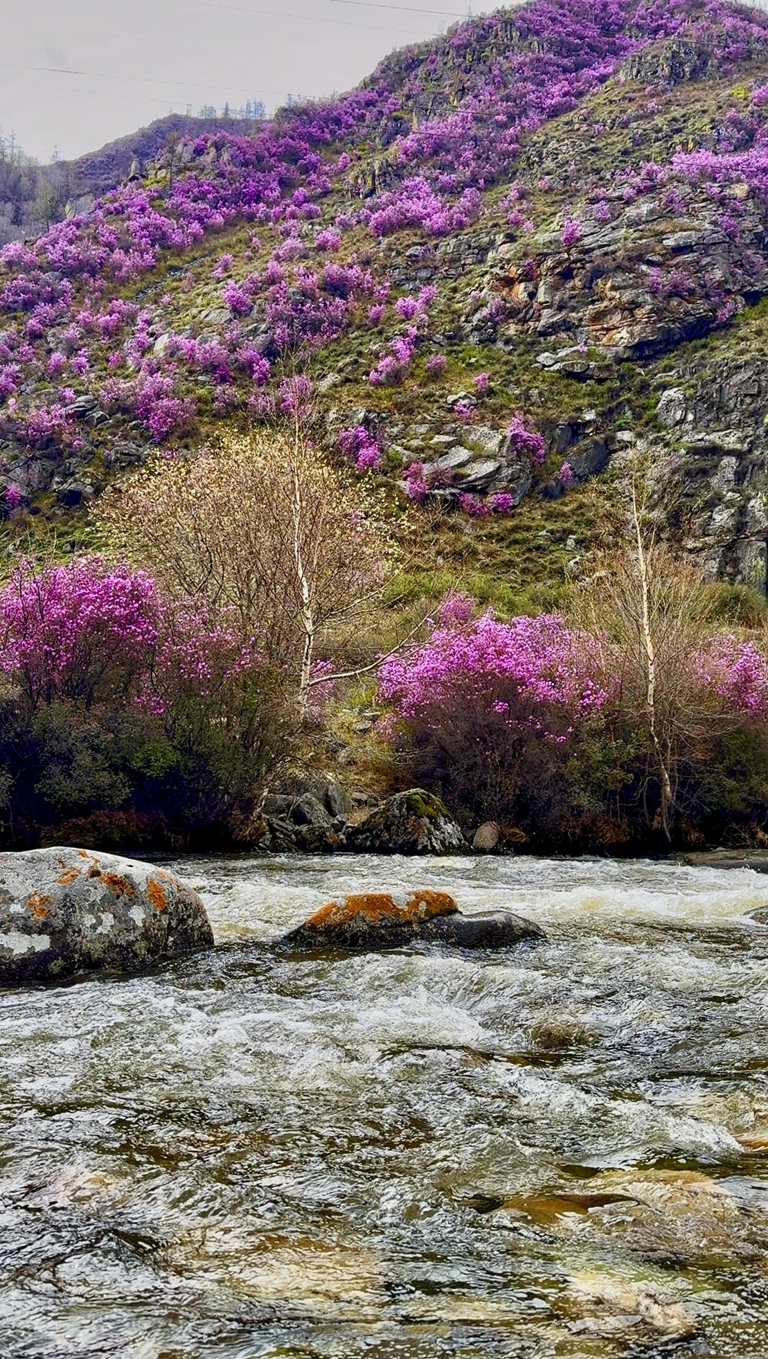 Весеннее волшебство Алтая. Все самое лучшее за 6 дней. (12/41)