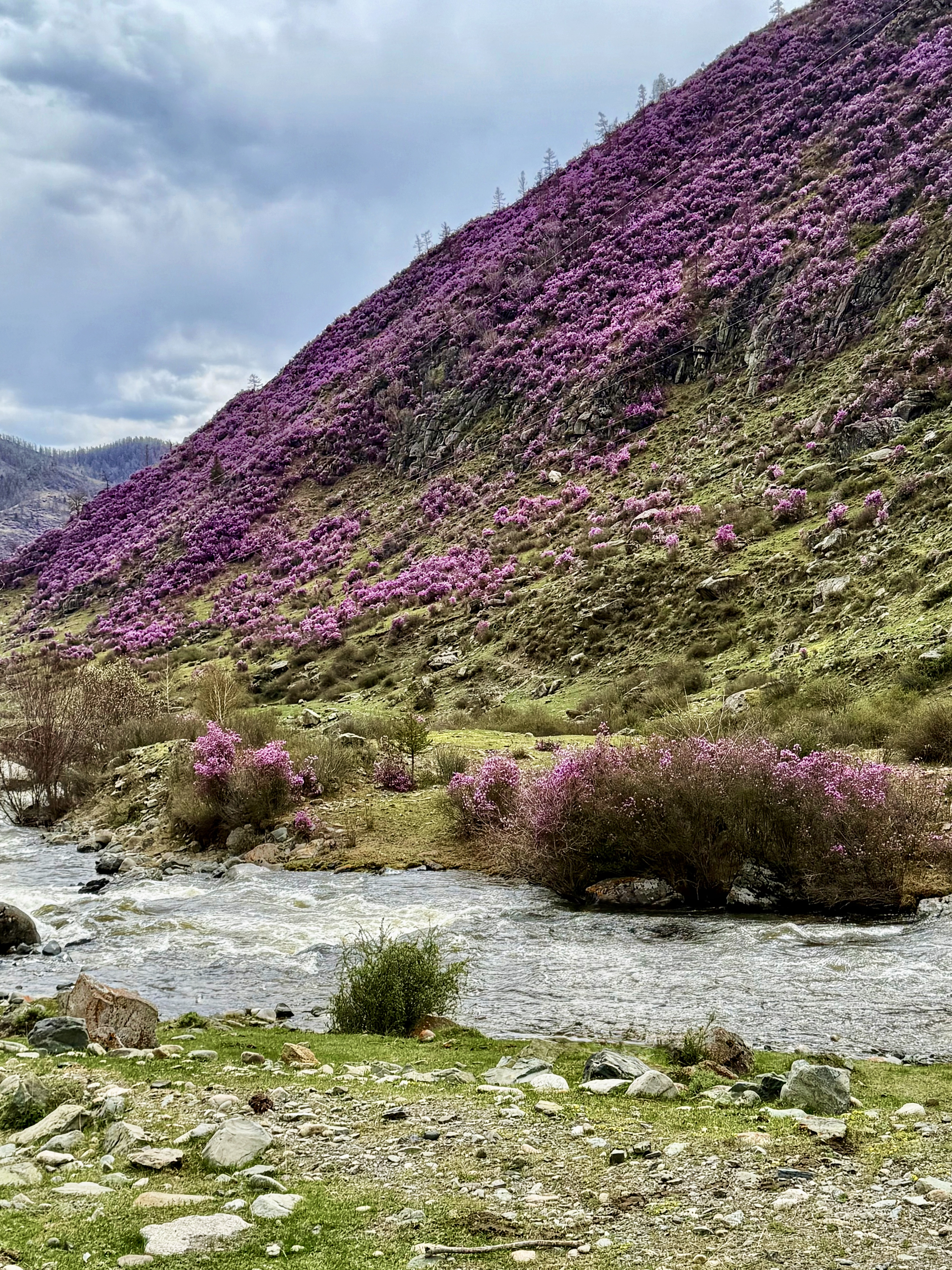 Весеннее волшебство Алтая. Все самое лучшее за 6 дней. (3/41)