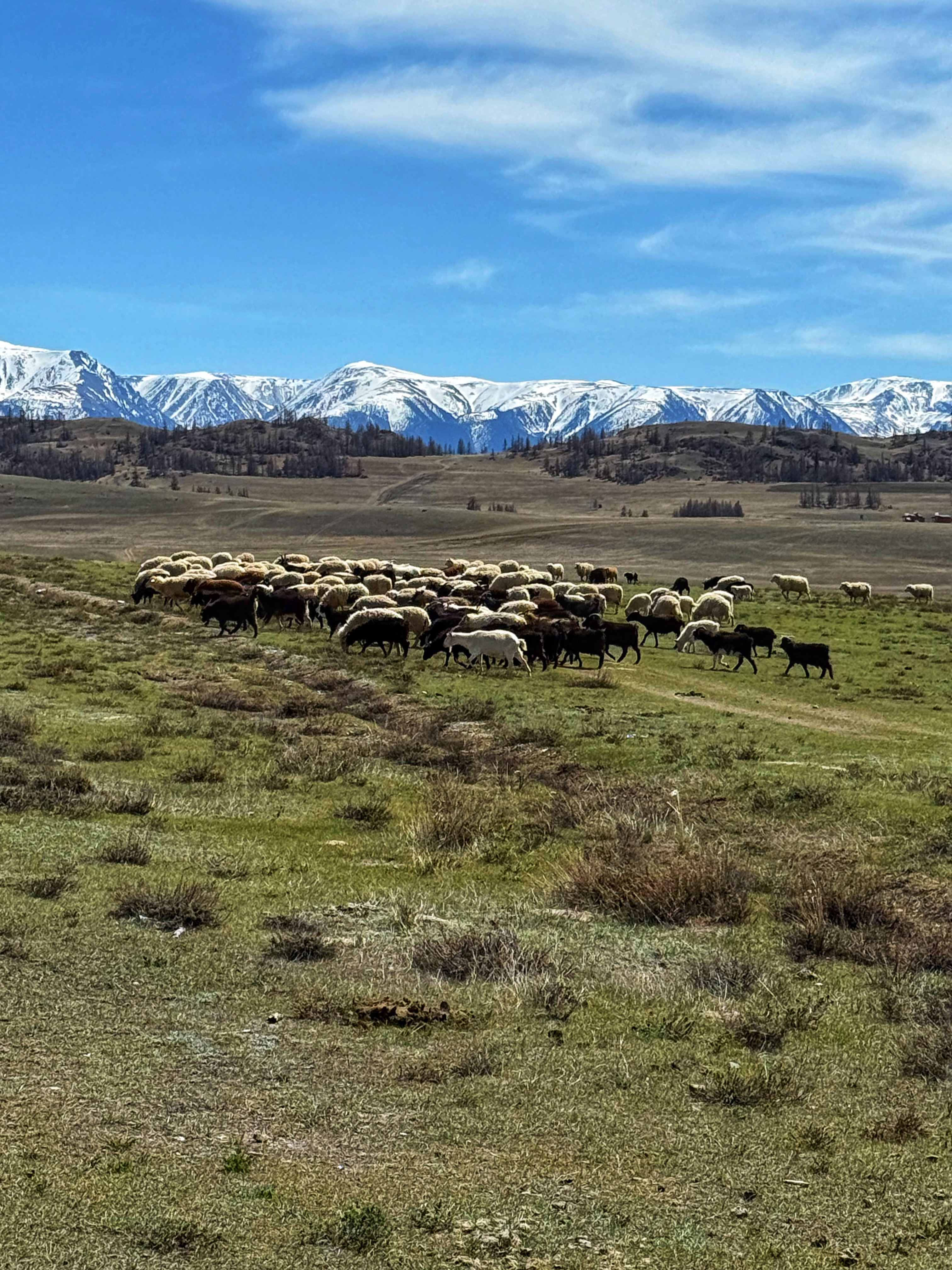 Весеннее волшебство Алтая. Все самое лучшее за 6 дней. (24/41)